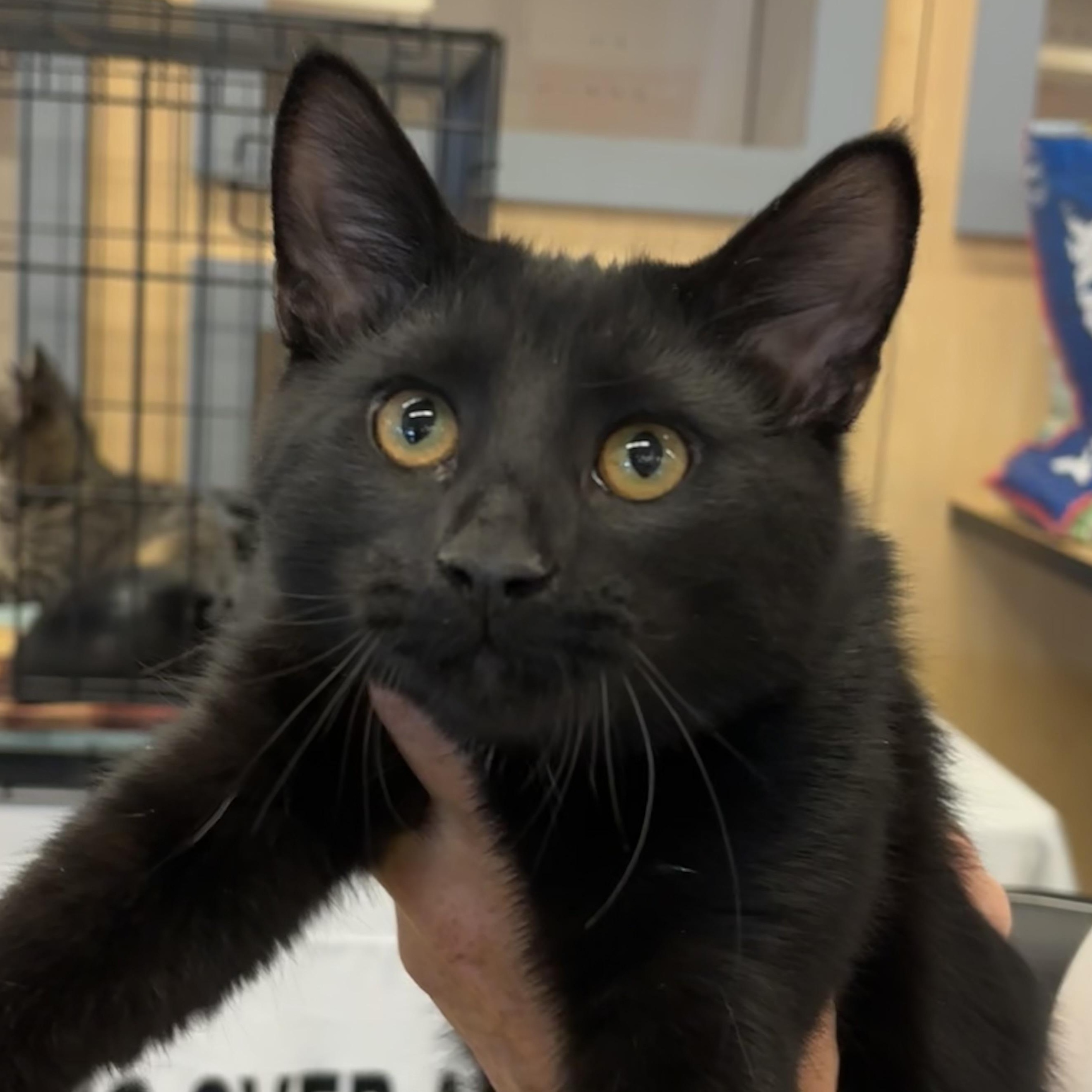 TINY, a Adoptable Domestic Short Hair in Schnecksville, PA image 3/5