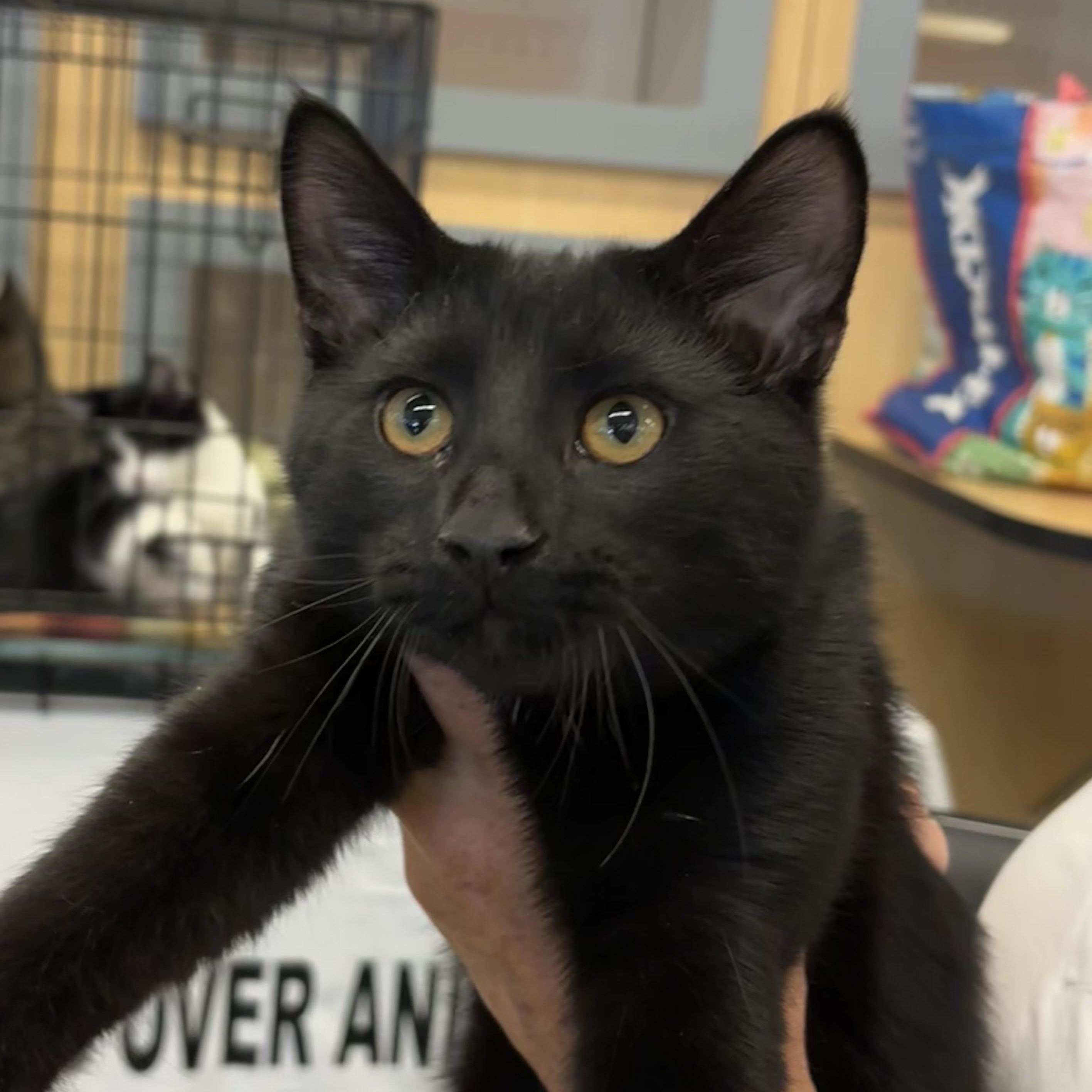 TINY, a Adoptable Domestic Short Hair in Schnecksville, PA image 4/5