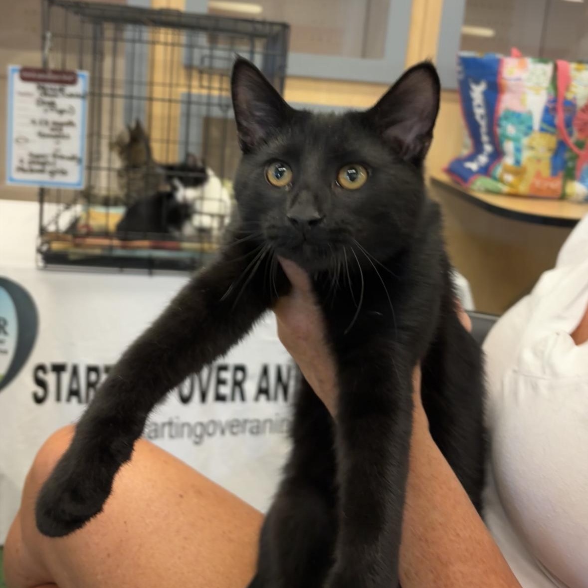 TINY, a Adoptable Domestic Short Hair in Schnecksville, PA image 5/5