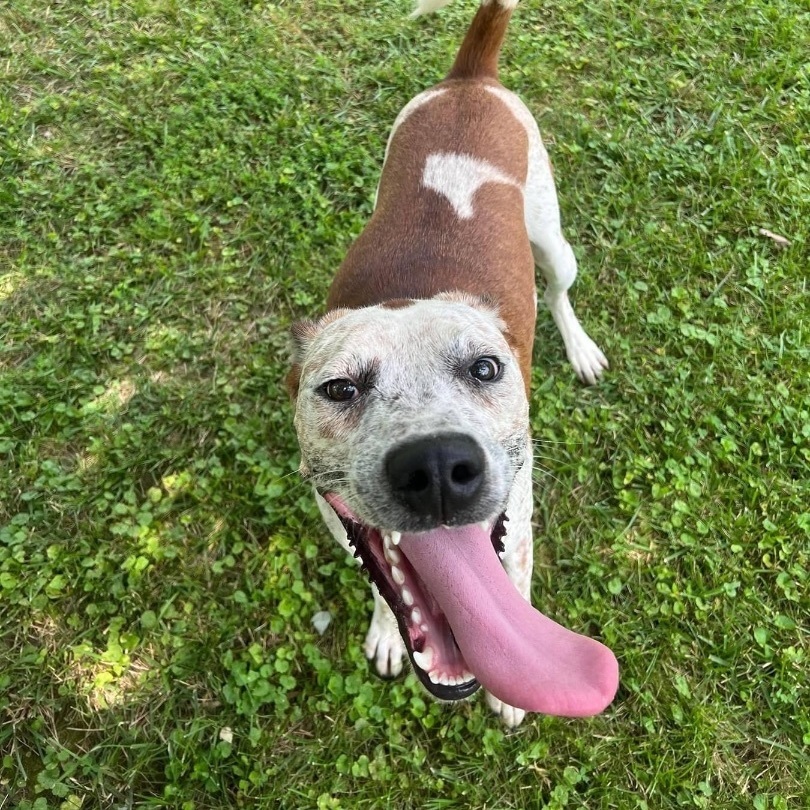 Enlarge Vernon *Sponsored*, a Adoptable Australian Cattle Dog / Blue Heeler in Salamanca, NY image 3/5
