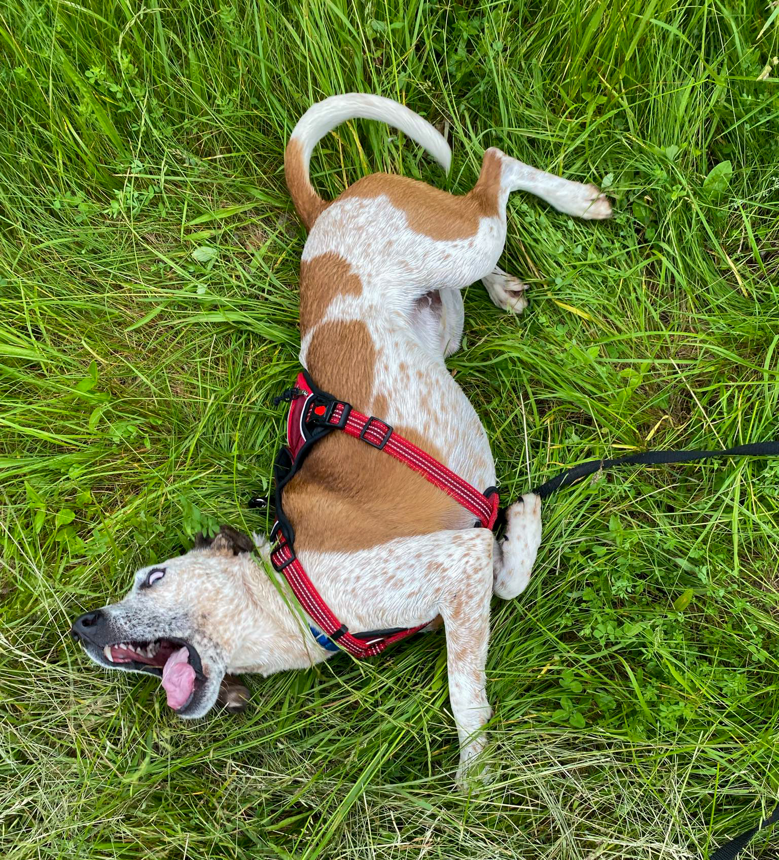 Enlarge Vernon *Sponsored*, a Adoptable Australian Cattle Dog / Blue Heeler in Salamanca, NY image 4/5