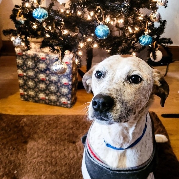 Enlarge Vernon *Sponsored*, a Adoptable Australian Cattle Dog / Blue Heeler in Salamanca, NY image 5/5