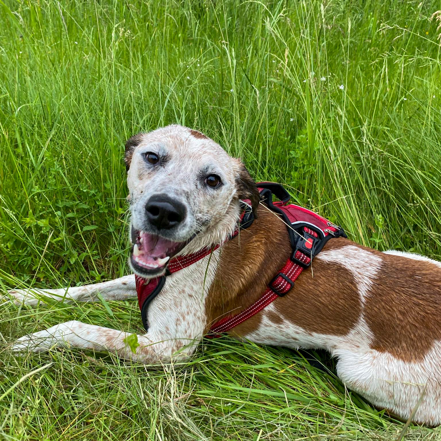 Enlarge Vernon *Sponsored*, a Adoptable Australian Cattle Dog / Blue Heeler in Salamanca, NY image 1/5