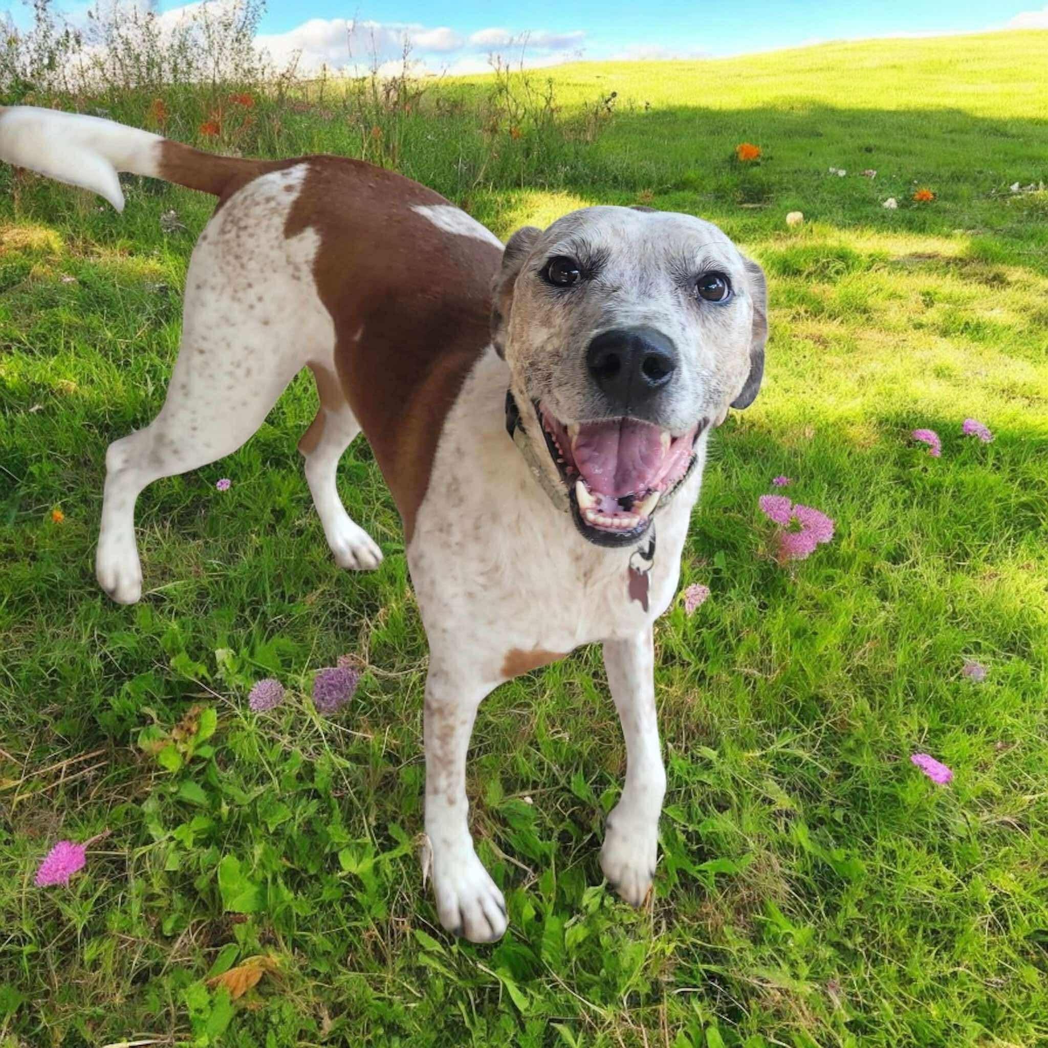Enlarge Vernon *Sponsored*, a Adoptable Australian Cattle Dog / Blue Heeler in Salamanca, NY image 2/5