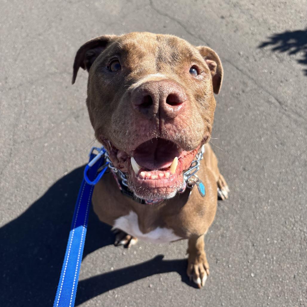 Enlarge Rocko, a Adoptable mixed breed in Phoenix, AZ image 1/6