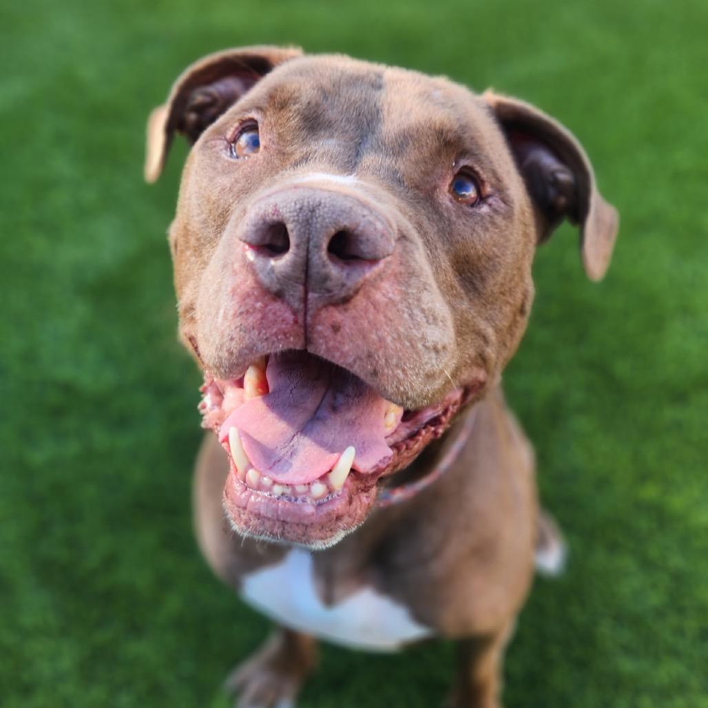 Enlarge Rocko, a Adoptable mixed breed in Phoenix, AZ image 2/6