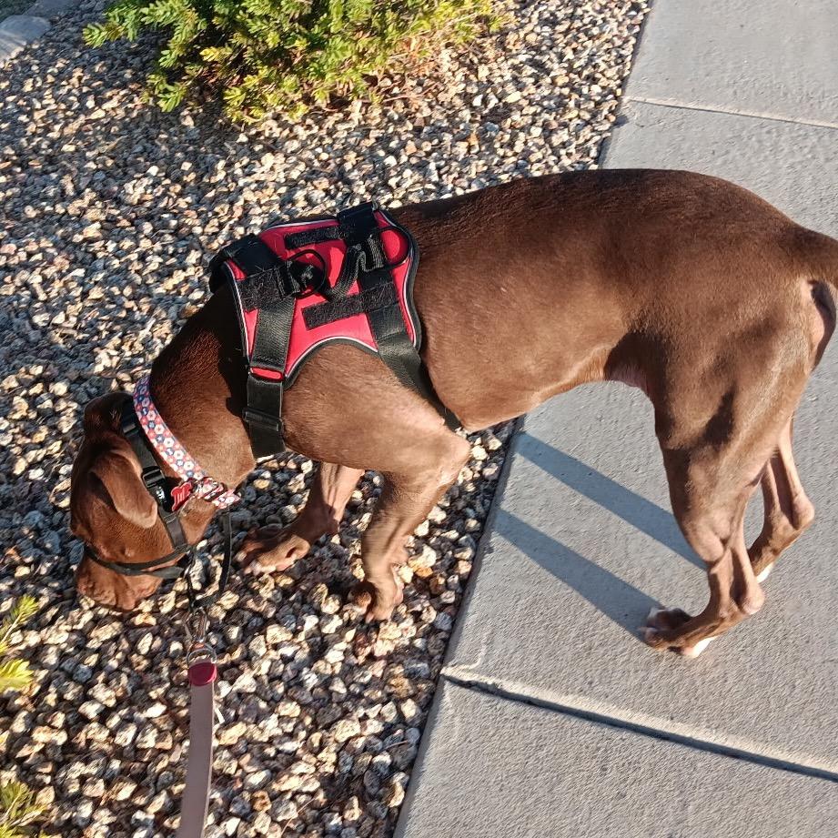 Enlarge Rocko, a Adoptable mixed breed in Phoenix, AZ image 4/6