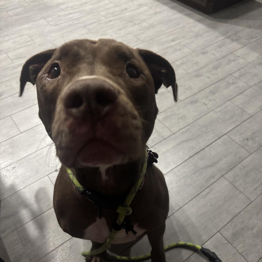 Enlarge Rocko, a Adoptable mixed breed in Phoenix, AZ image 5/6