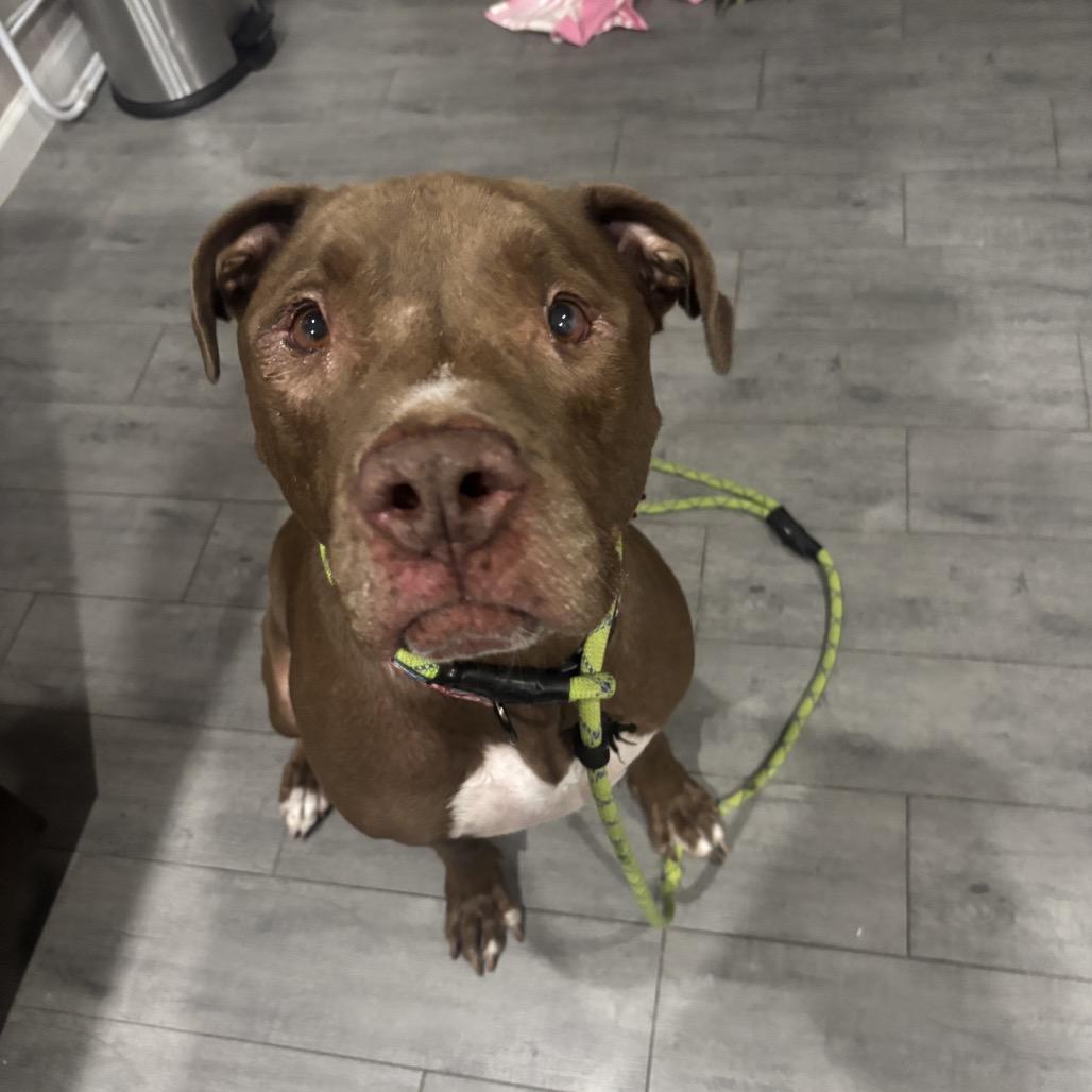 Enlarge Rocko, a Adoptable mixed breed in Phoenix, AZ image 6/6