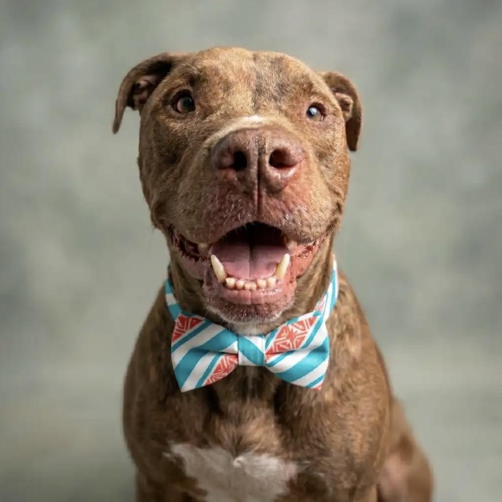 Enlarge Rocko, a Adoptable mixed breed in Phoenix, AZ image 6/6
