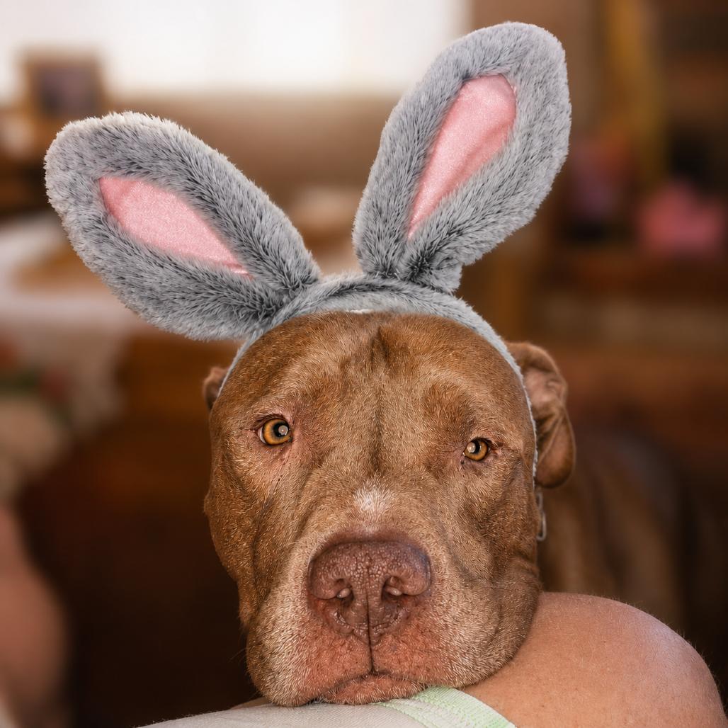 Rocko, Adoptable, Senior Male Chocolate Labrador Retriever & Mixed Breed.