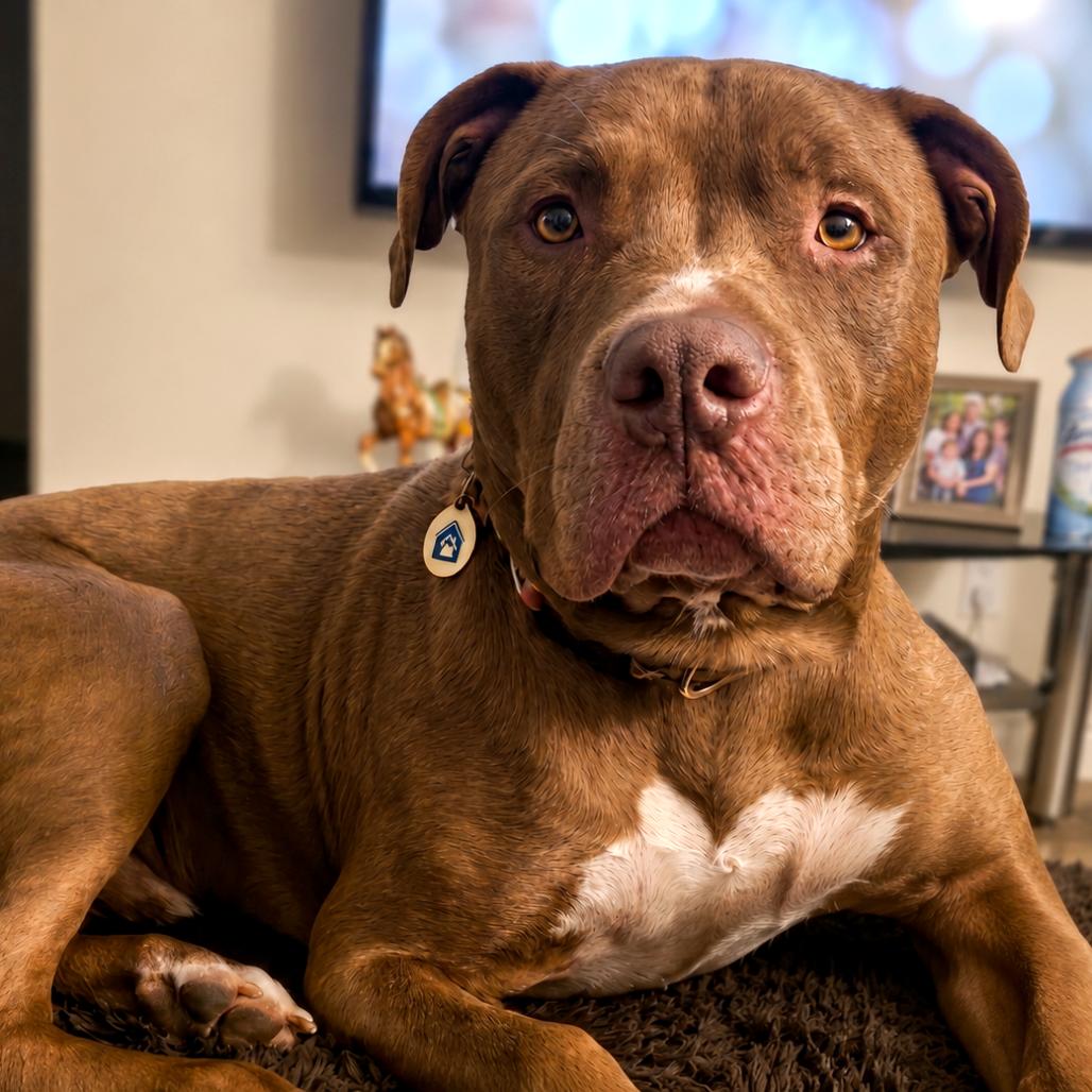 Enlarge Rocko, a Adoptable mixed breed in Phoenix, AZ image 2/6
