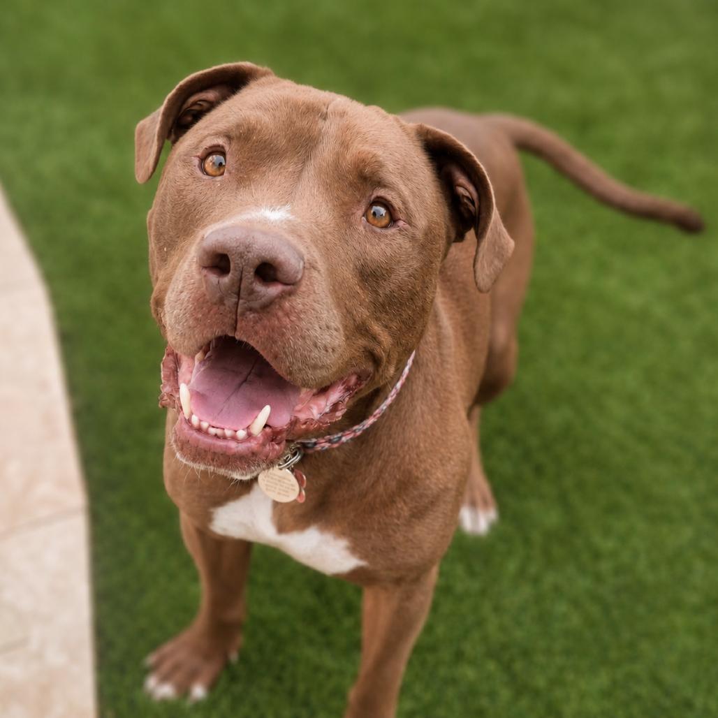 Enlarge Rocko, a Adoptable mixed breed in Phoenix, AZ image 4/6