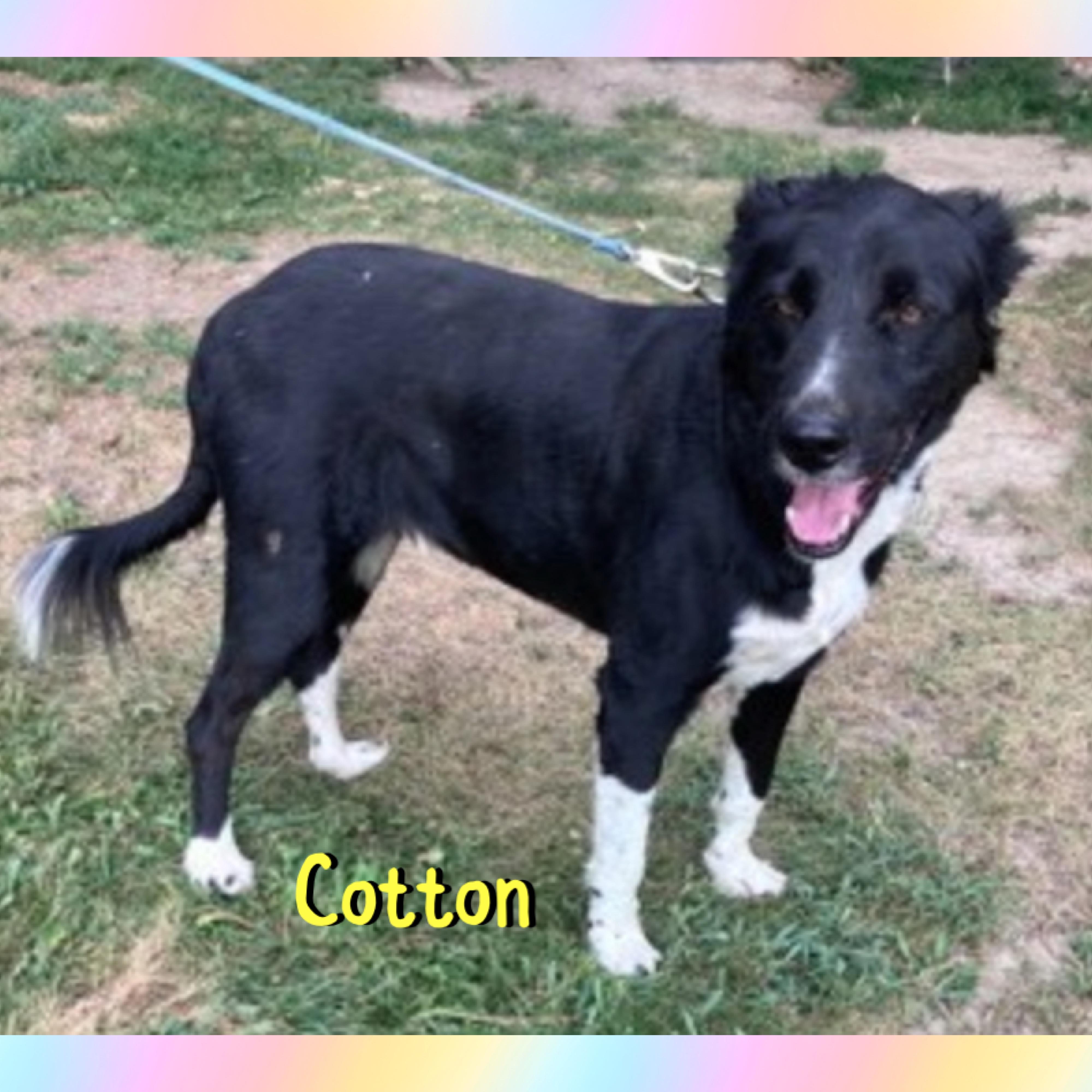Enlarge Cotton, a ADOPTABLE Border Collie in Red Lodge, MT image 4/4