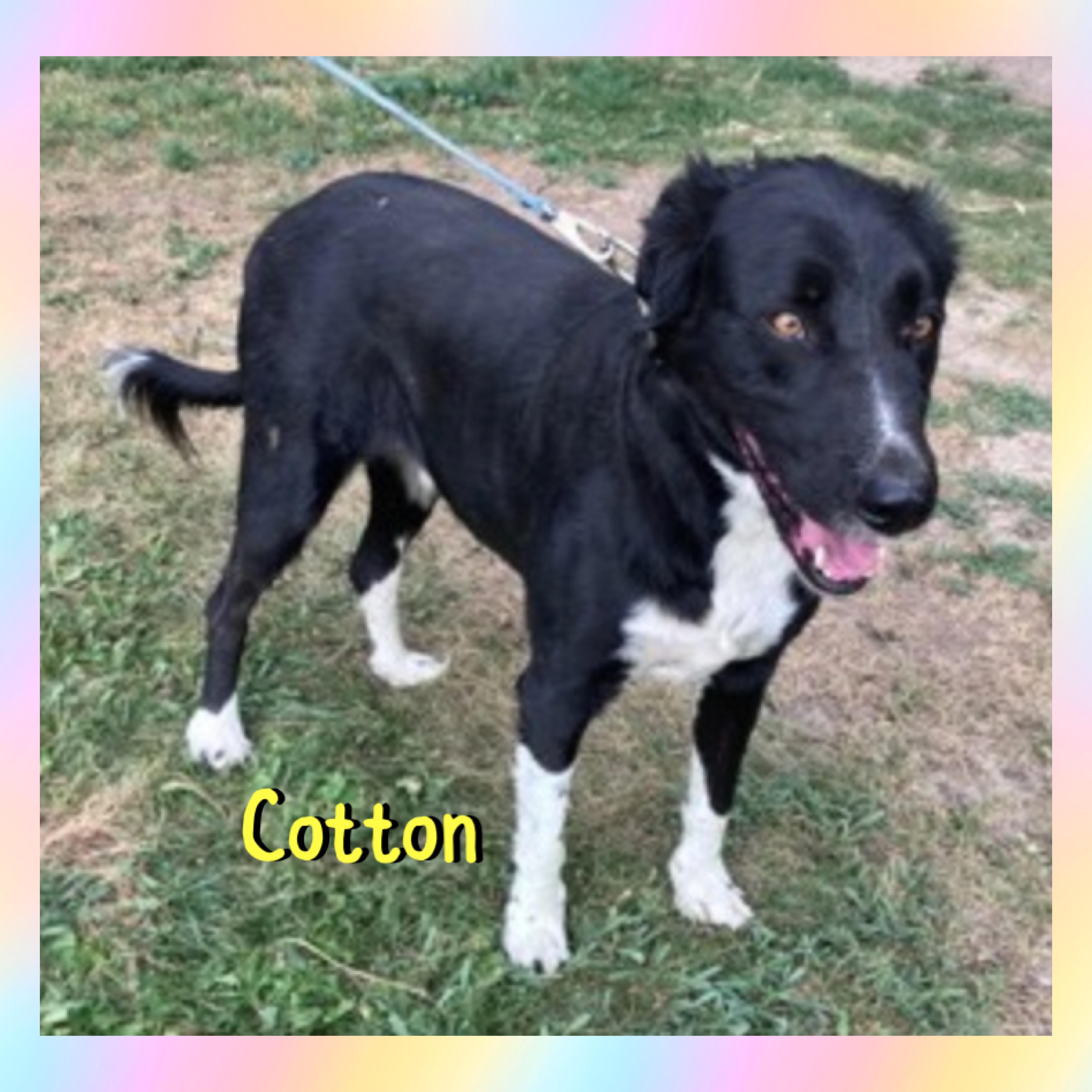 Enlarge Cotton, a ADOPTABLE Border Collie in Red Lodge, MT image 2/4