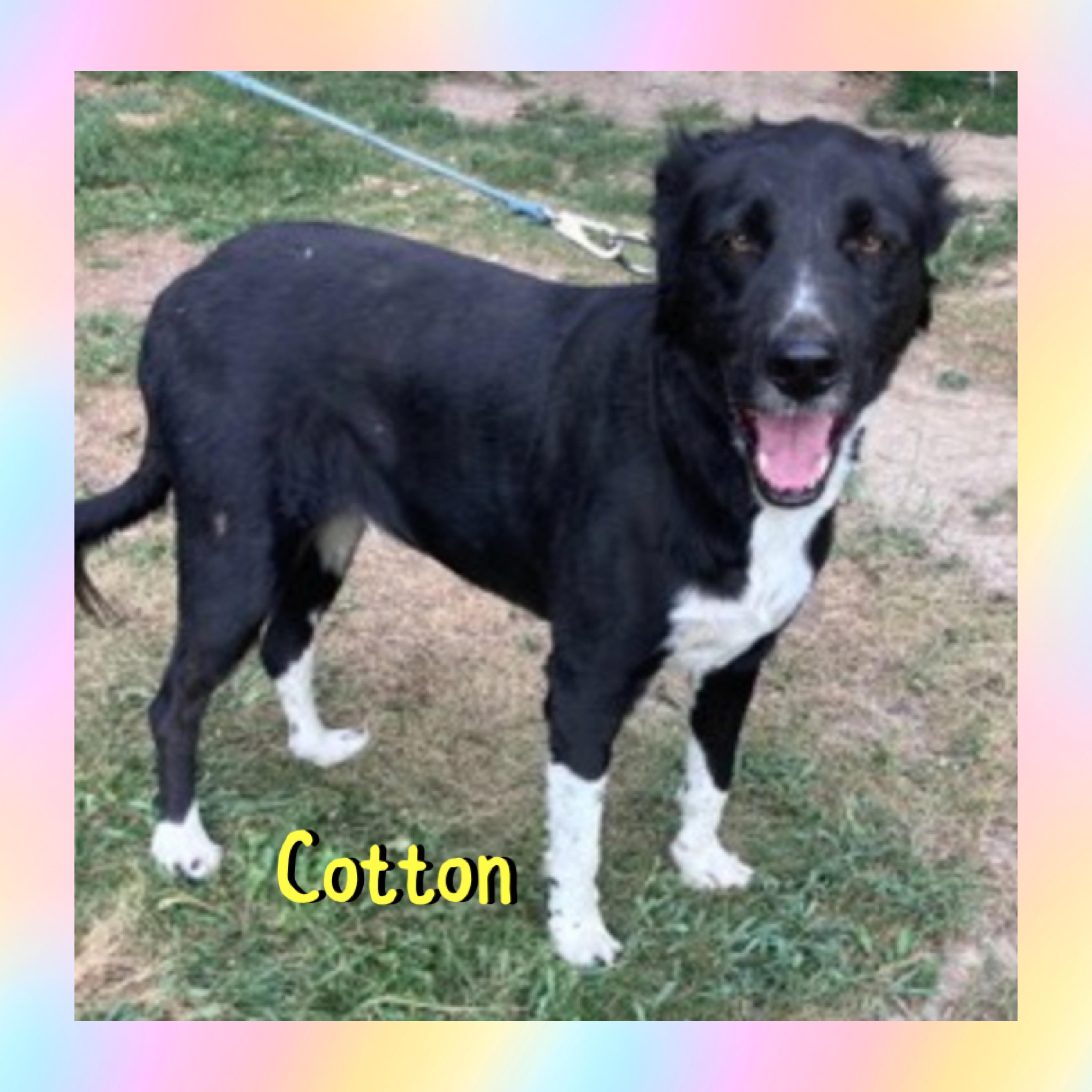 Cotton, ADOPTABLE, Adult Male Border Collie.