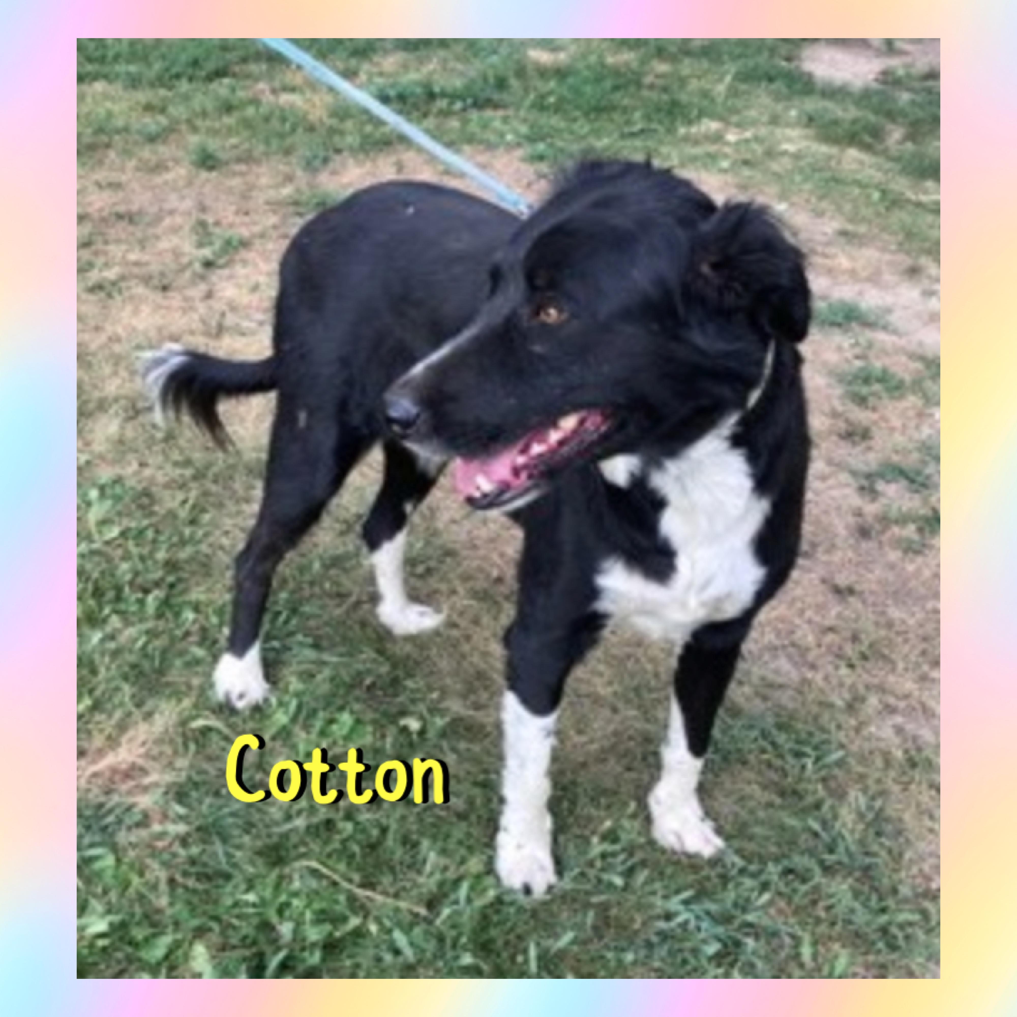 Enlarge Cotton, a ADOPTABLE Border Collie in Red Lodge, MT image 3/4