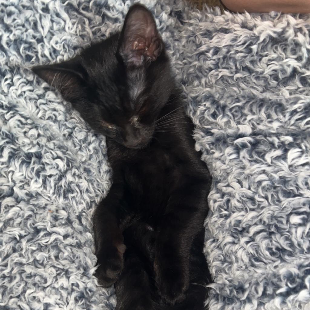 Qtip - MISSING, Adoptable, Adult Male American Shorthair.