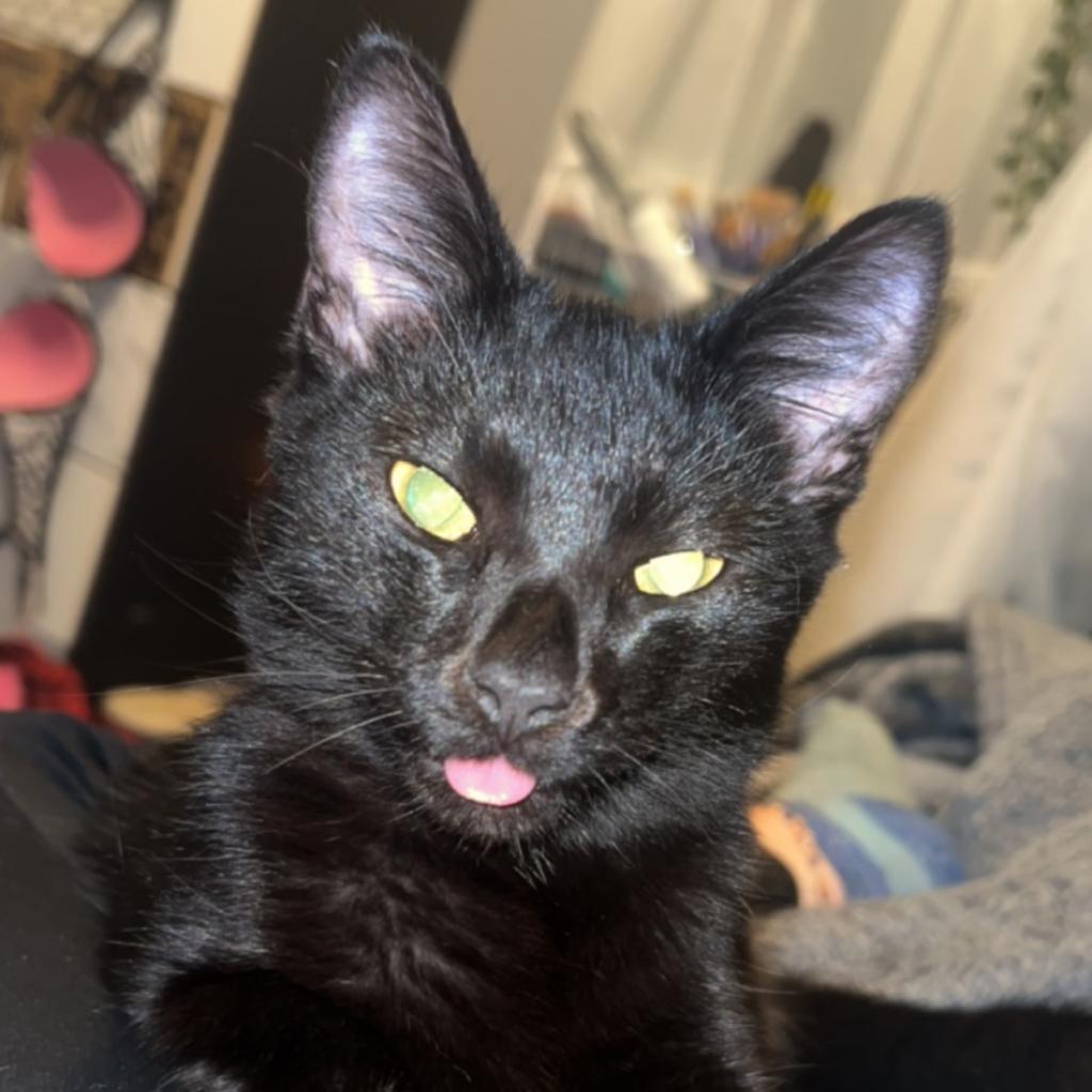 Enlarge Qtip - MISSING, a Adoptable American Shorthair in Sherwood, OR image 2/2