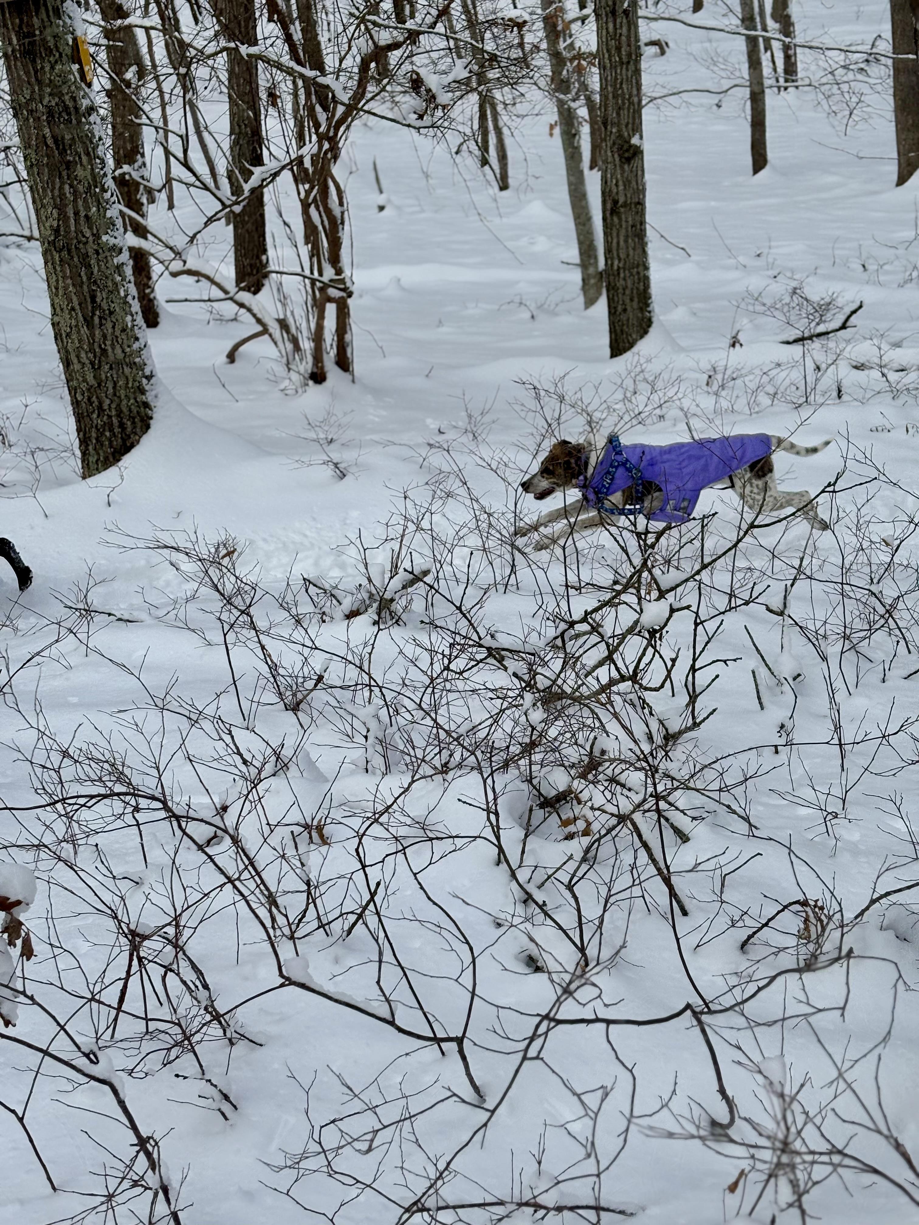 Enlarge Decoy, a Adoptable mixed breed in Sag Harbor, NY image 6/6