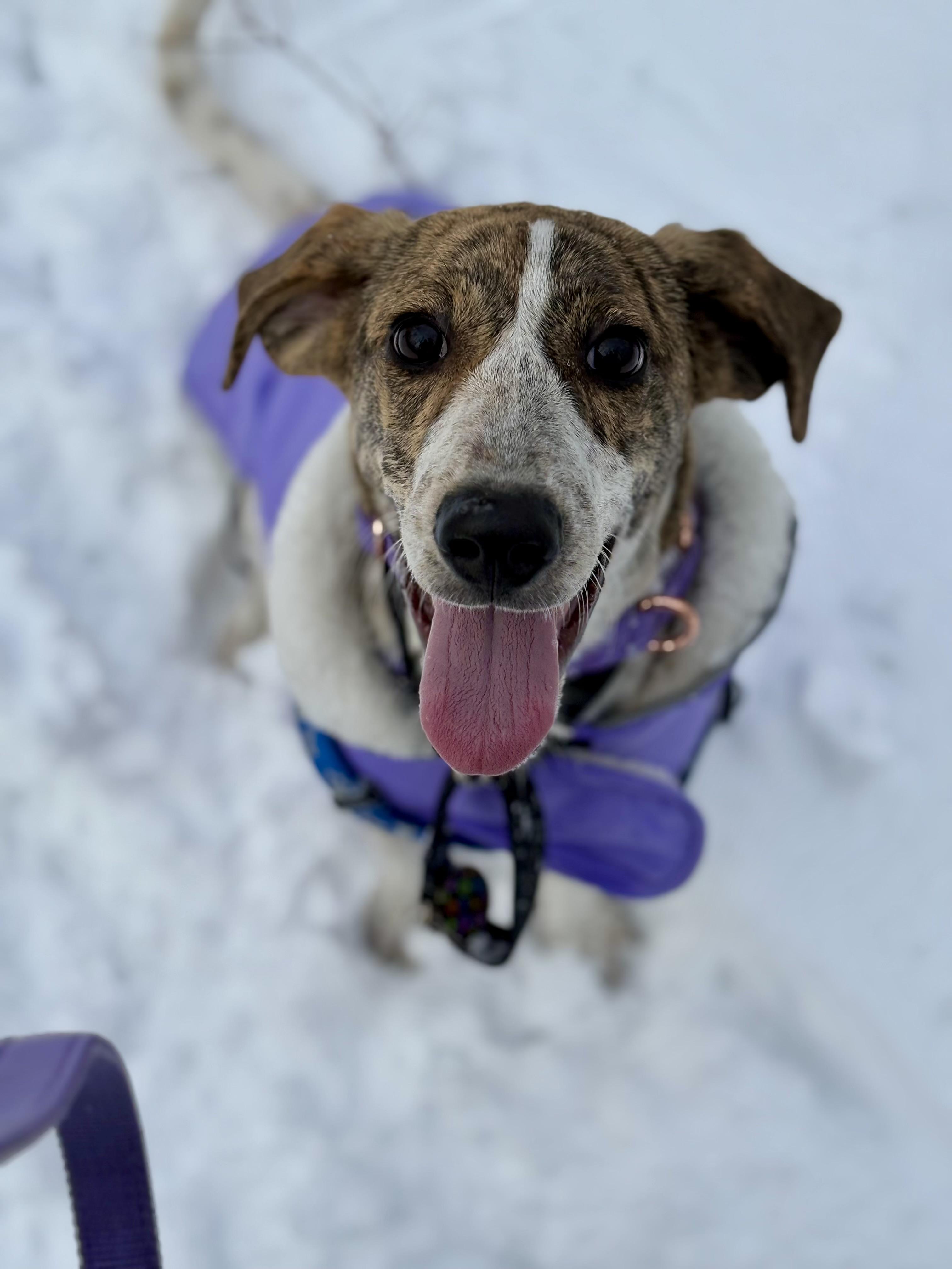 Enlarge Decoy, a Adoptable mixed breed in Sag Harbor, NY image 4/6