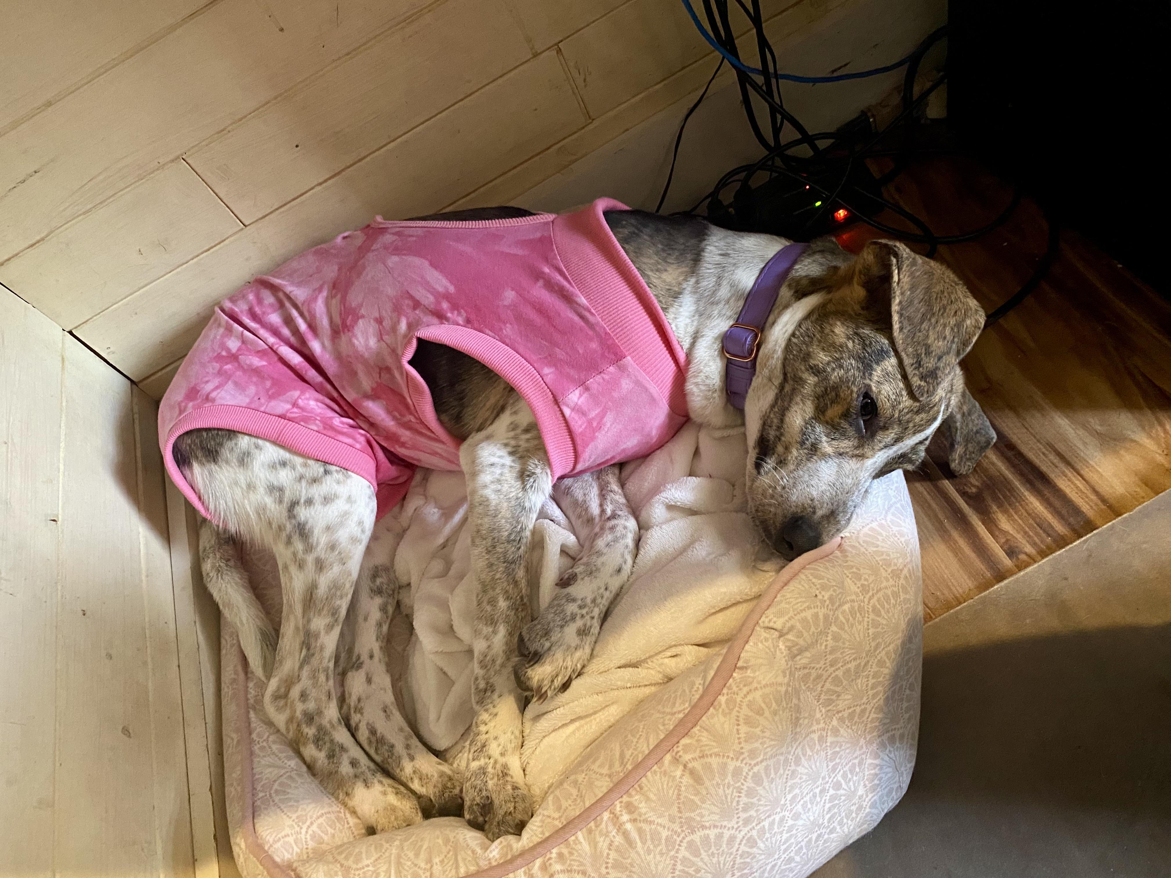 Enlarge Decoy, a Adoptable mixed breed in Sag Harbor, NY image 5/6