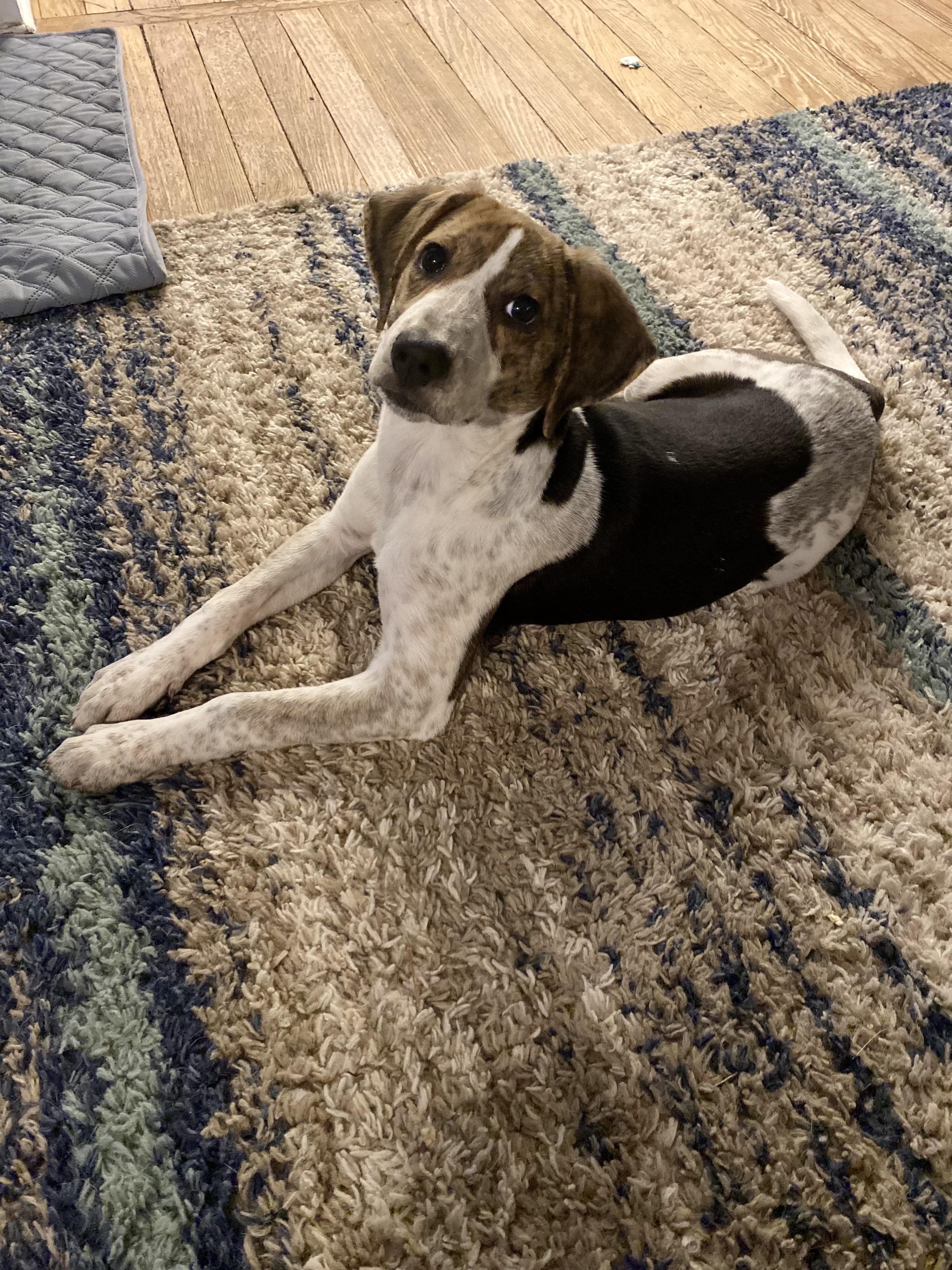 Decoy, Adoptable, Puppy Female Pointer & Foxhound.