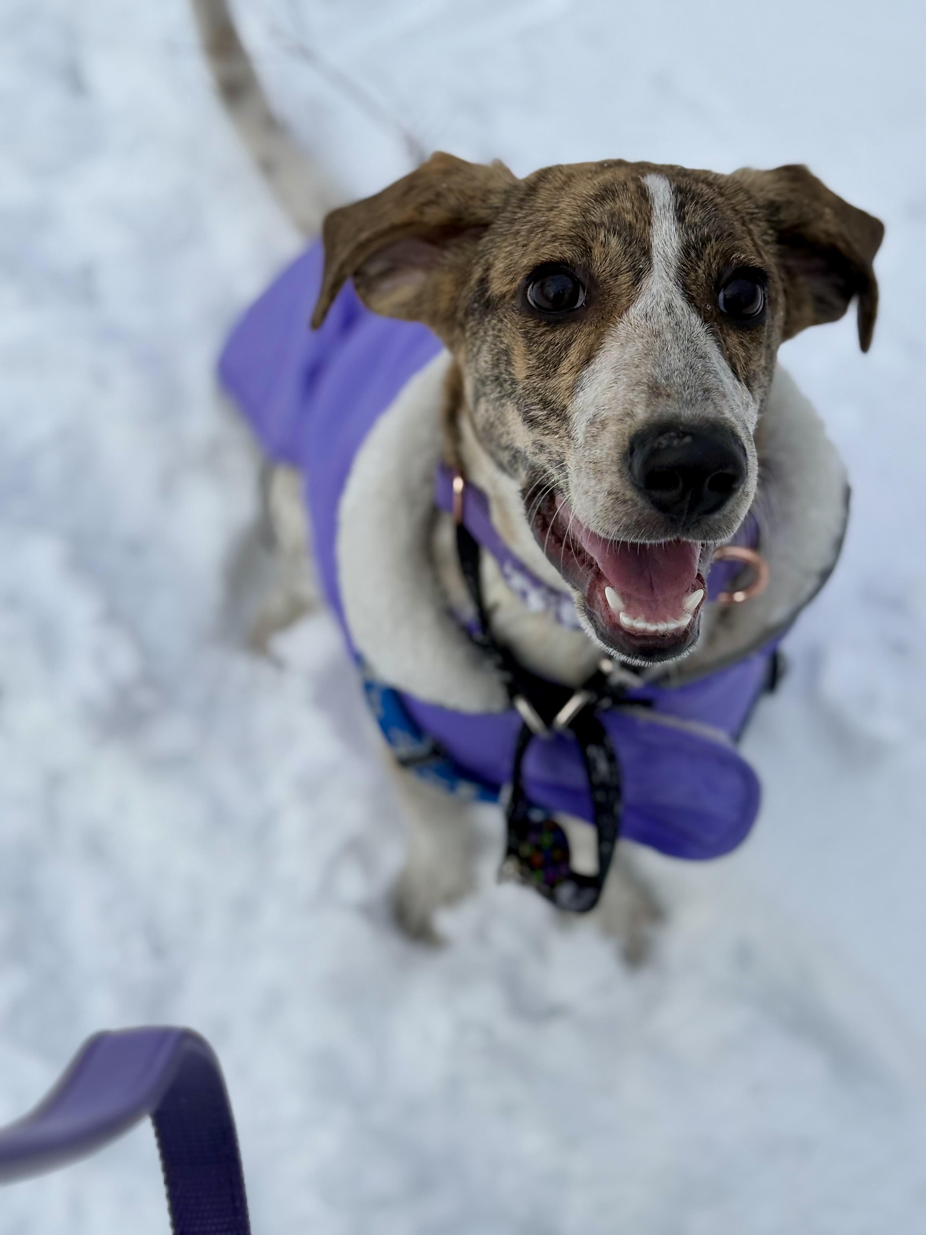 Enlarge Decoy, a Adoptable mixed breed in Sag Harbor, NY image 2/6
