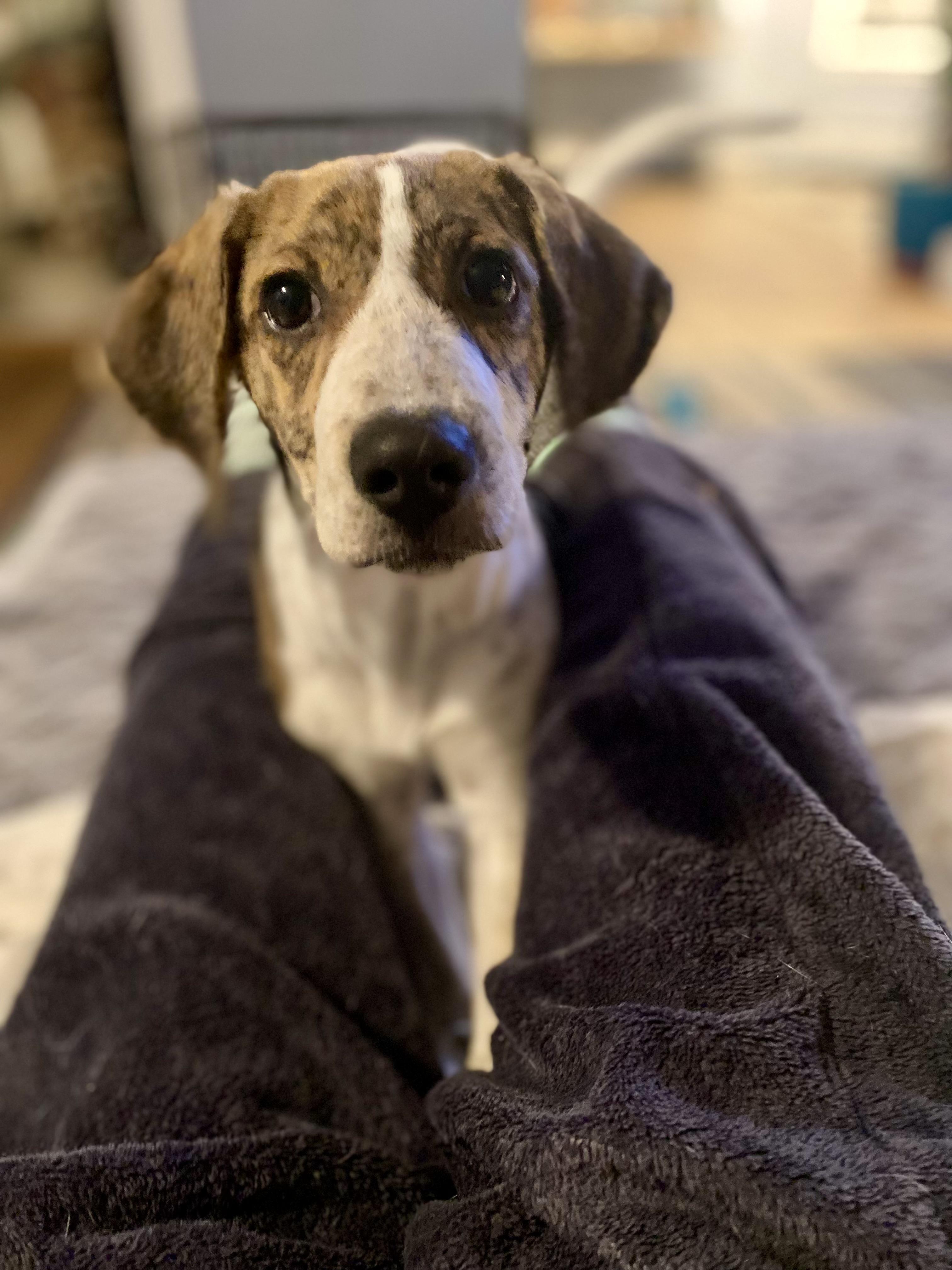 Enlarge Decoy, a Adoptable mixed breed in Sag Harbor, NY image 3/6