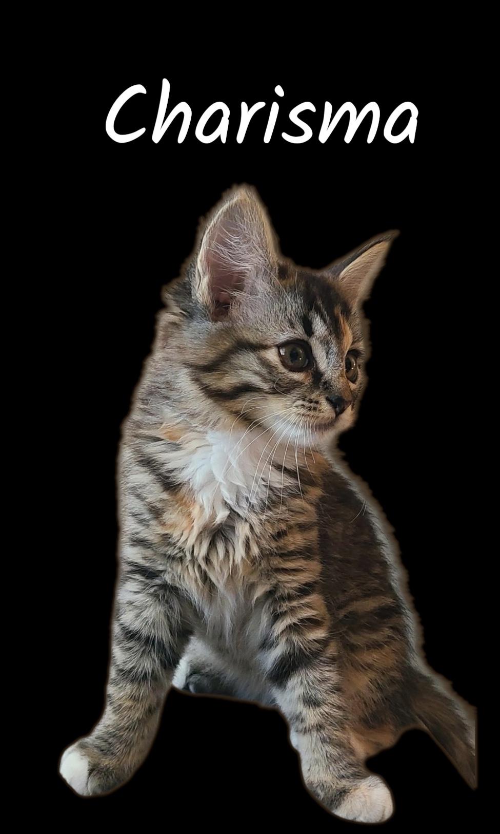 Charisma, ADOPTABLE, Kitten Female Domestic Medium Hair.