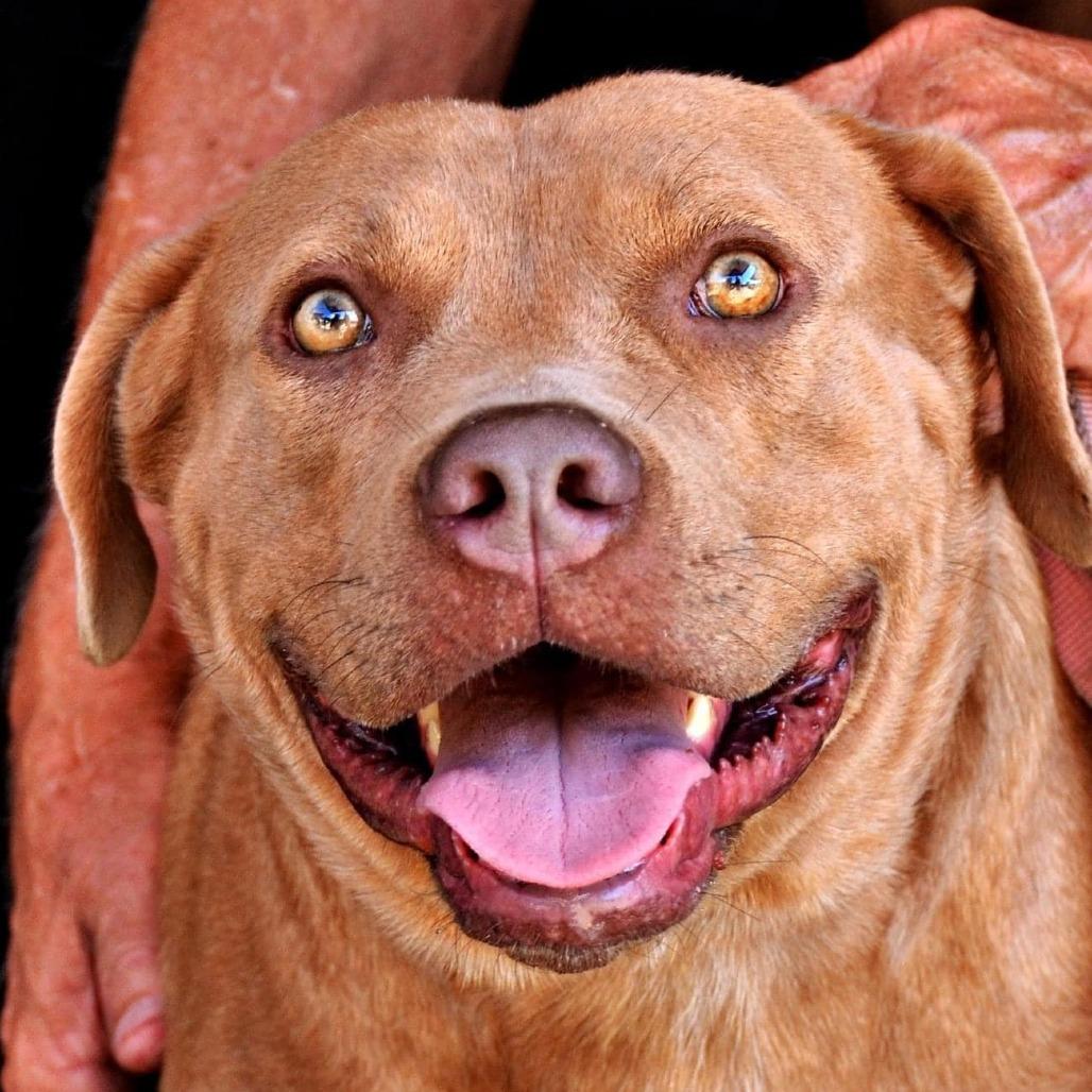 Marty, an adoptable Pit Bull Terrier, American Staffordshire Terrier in Hackett, AR, 72937 | Photo Image 1