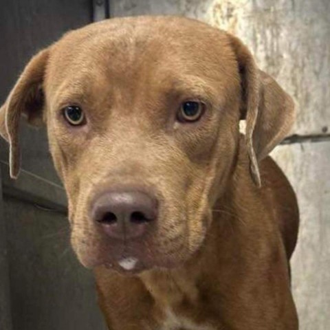 Marty, an adoptable Pit Bull Terrier, American Staffordshire Terrier in Hackett, AR, 72937 | Photo Image 5