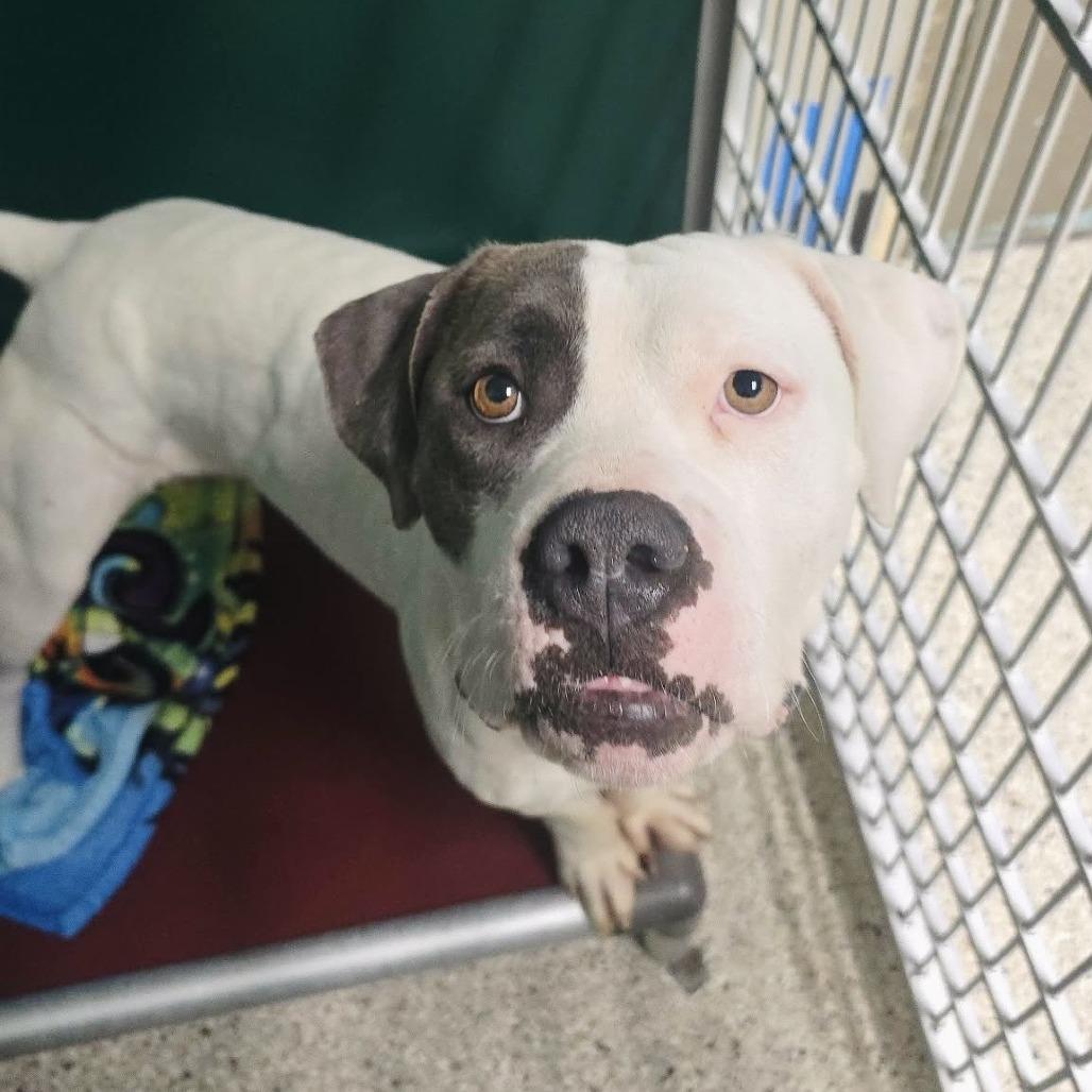 Enlarge Haley, a Adoptable American Bulldog in Milan, IL image 1/3