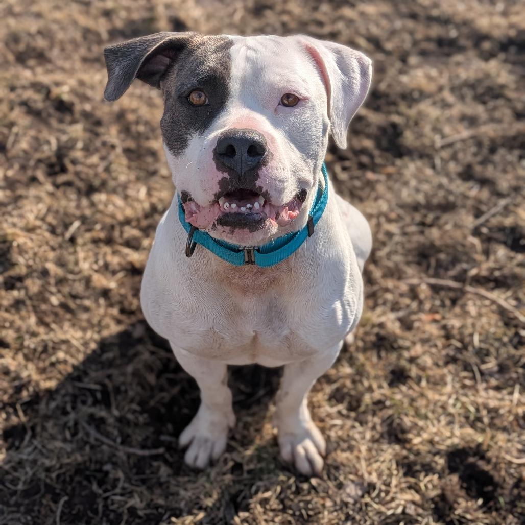 Enlarge Haley, a Adoptable American Bulldog in Milan, IL image 2/3