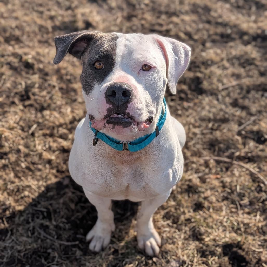 Enlarge Haley, a Adoptable American Bulldog in Milan, IL image 3/3