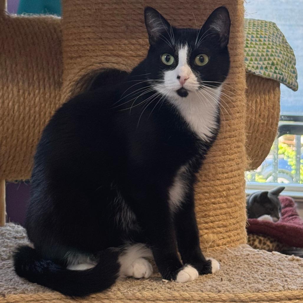 Brie, Adoptable, Adult Female Domestic Medium Hair.