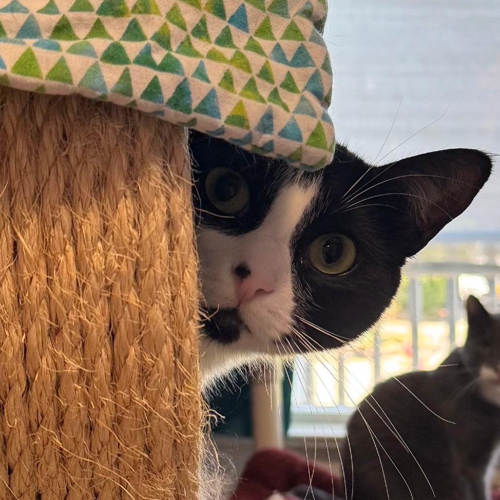 Enlarge Brie, a Adoptable Domestic Medium Hair in Portland, OR image 3/6