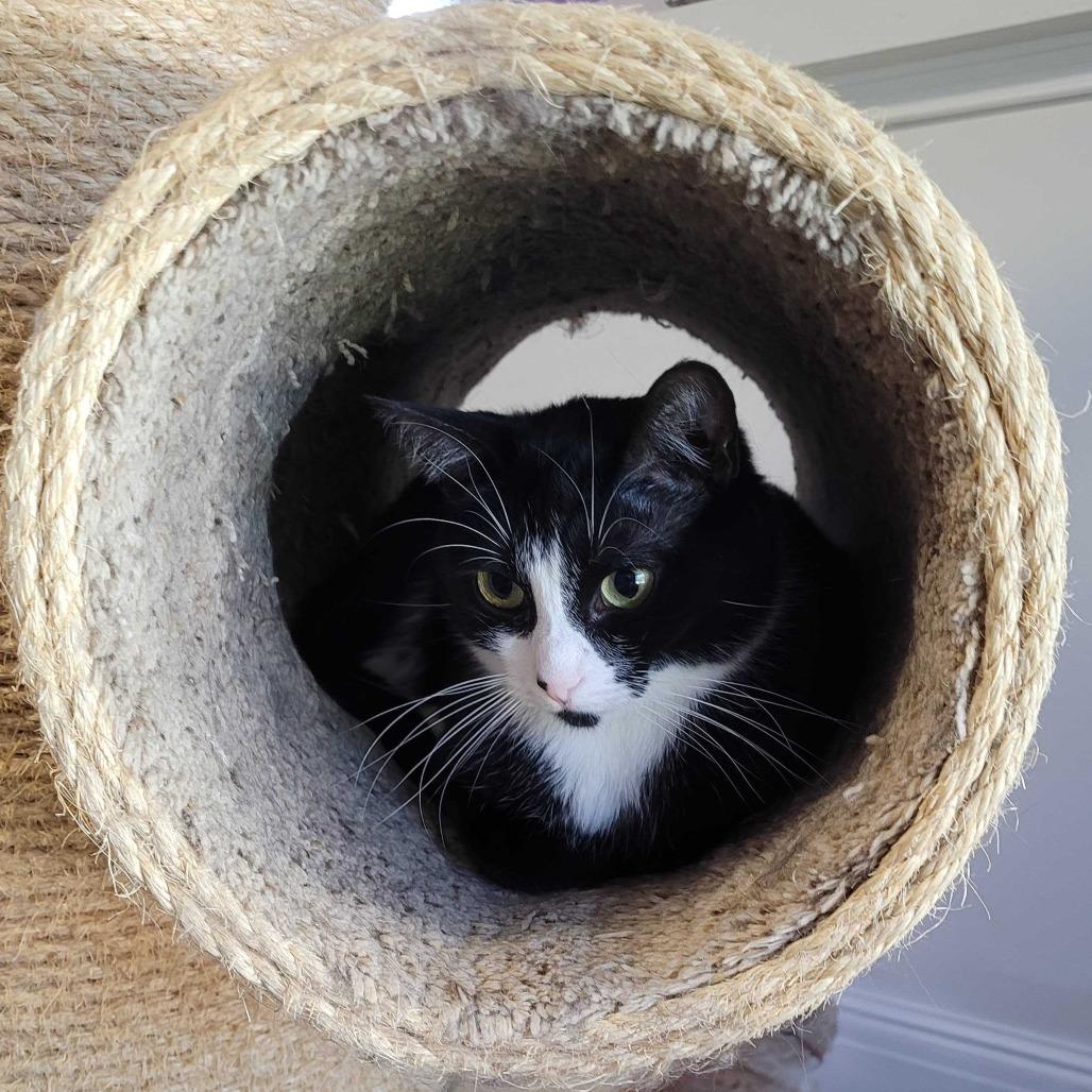 Enlarge Brie, a Adoptable Domestic Medium Hair in Portland, OR image 4/6