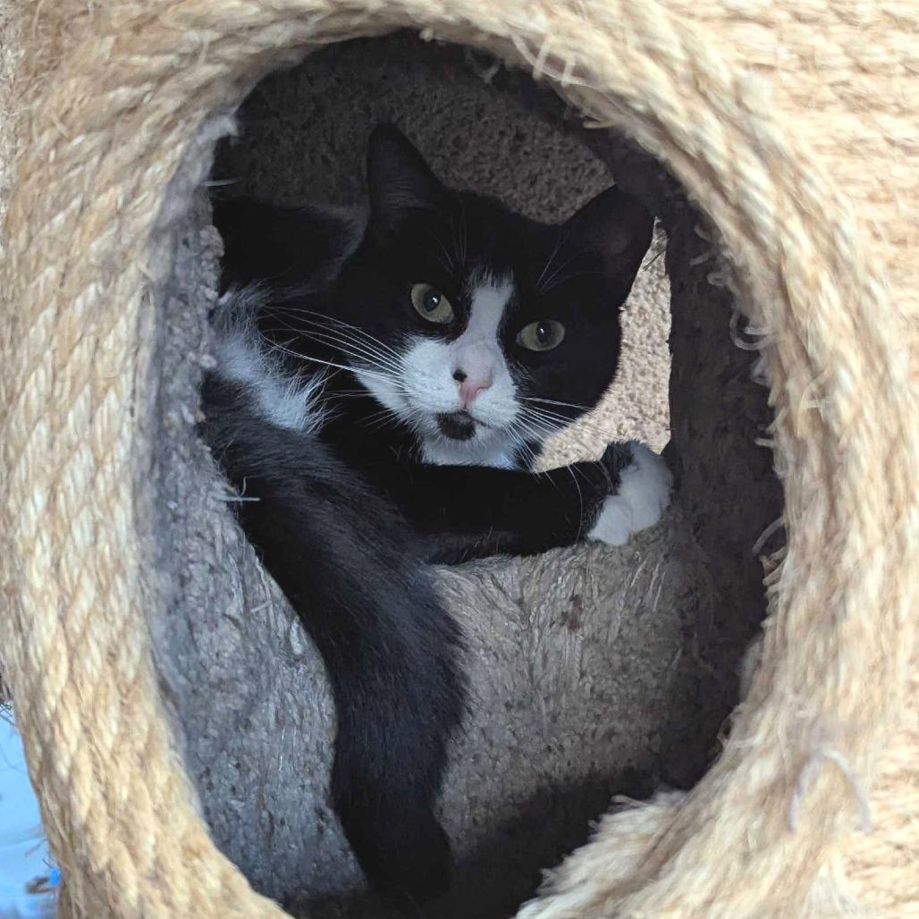 Enlarge Brie, a Adoptable Domestic Medium Hair in Portland, OR image 6/6