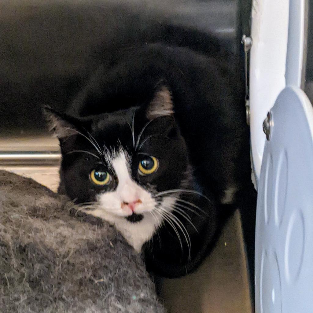 Enlarge Brie, a Adoptable Domestic Medium Hair in Portland, OR image 2/2