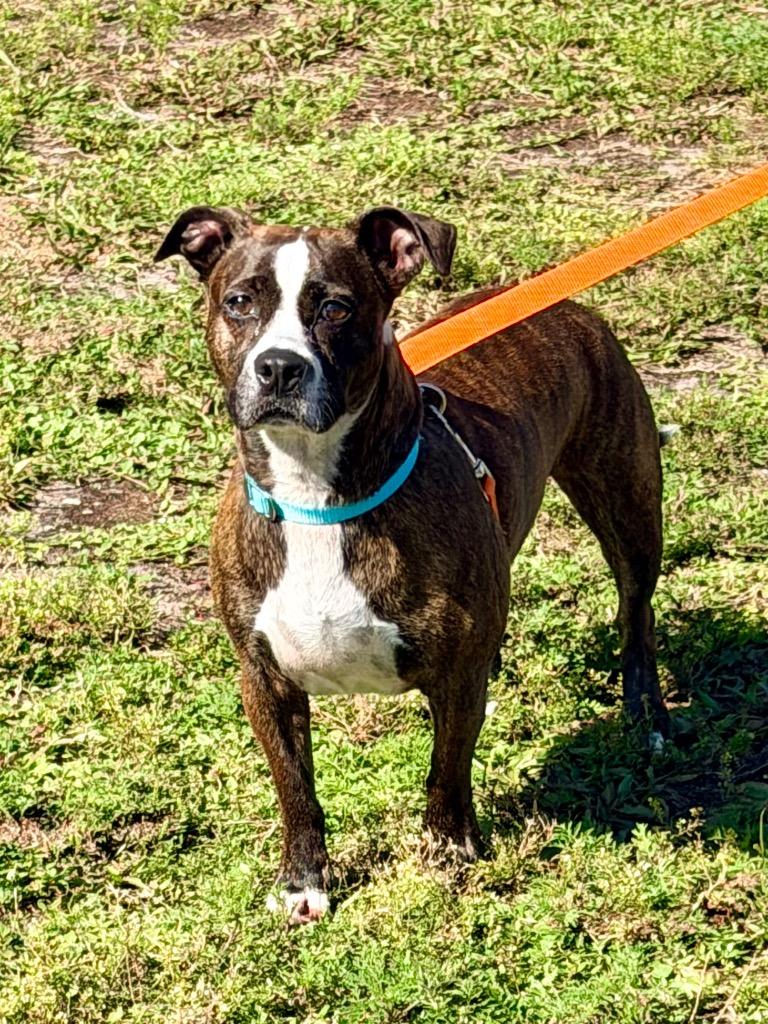 Canon, Adoptable, Adult Male Pit Bull Terrier & Chihuahua.