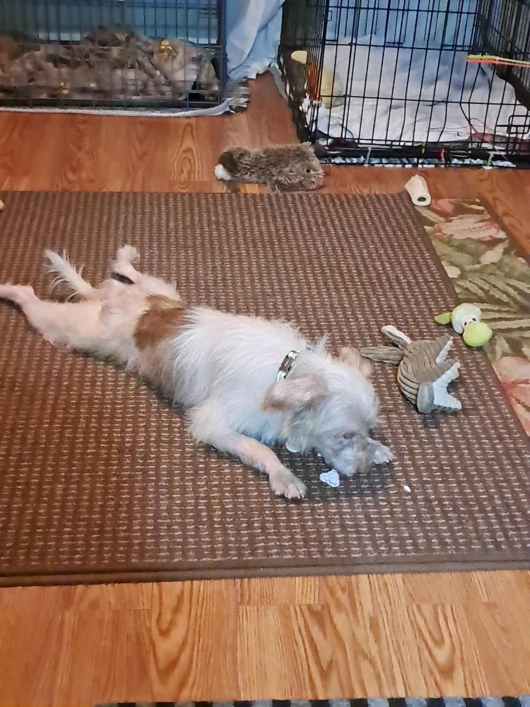 Ellie, adopted, Adult Female Wirehaired Terrier.