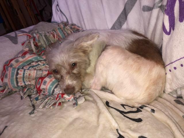 Enlarge Ellie, an adopted mixed breed in Oregon, IL image 2/3