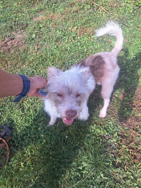 Enlarge Ellie, an adopted mixed breed in Oregon, IL image 3/3