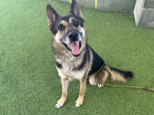 SULTAN, Adoptable, Adult Male German Shepherd Dog.