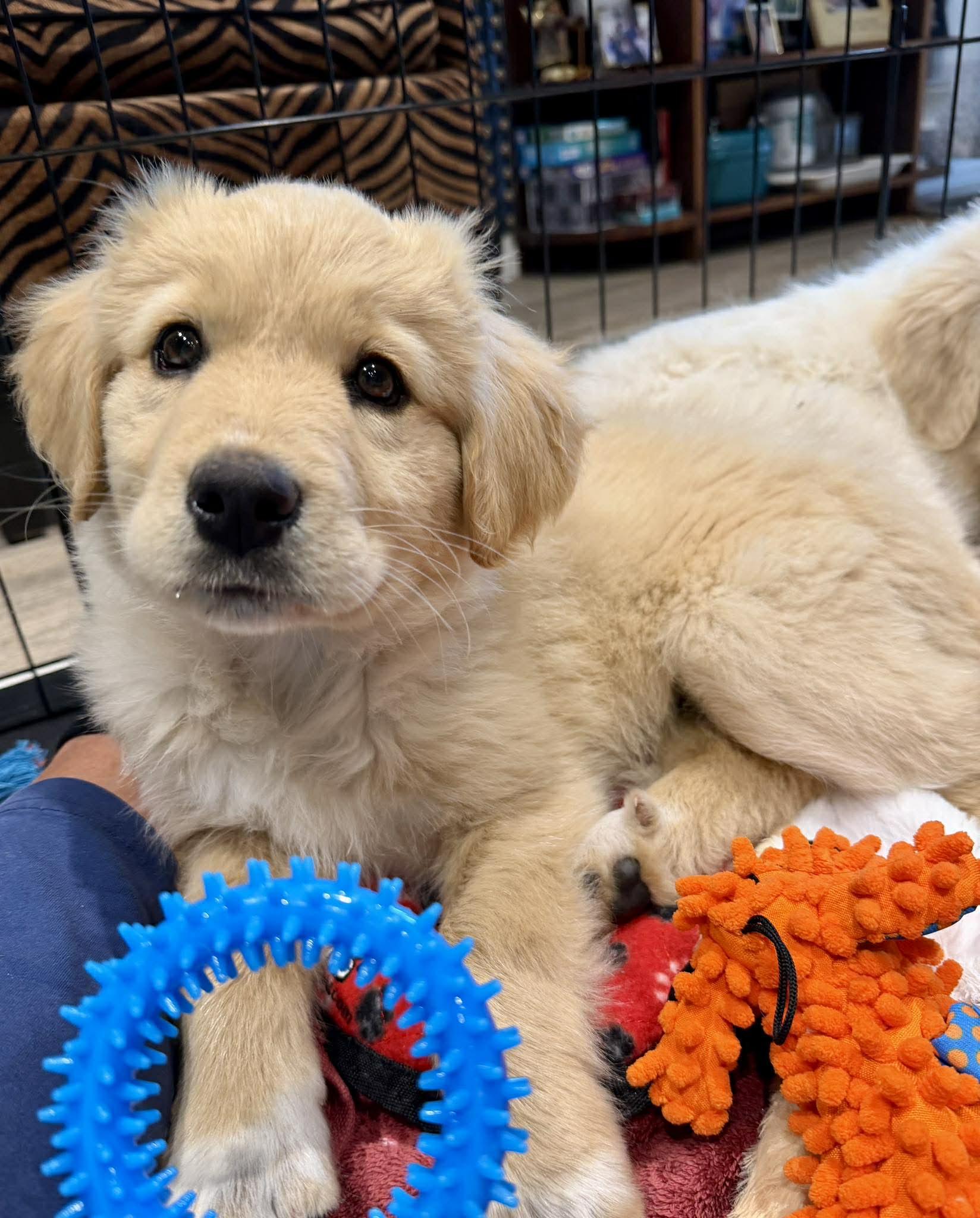 Enlarge Santorini , an adopted mixed breed in Kiowa, OK image 3/6