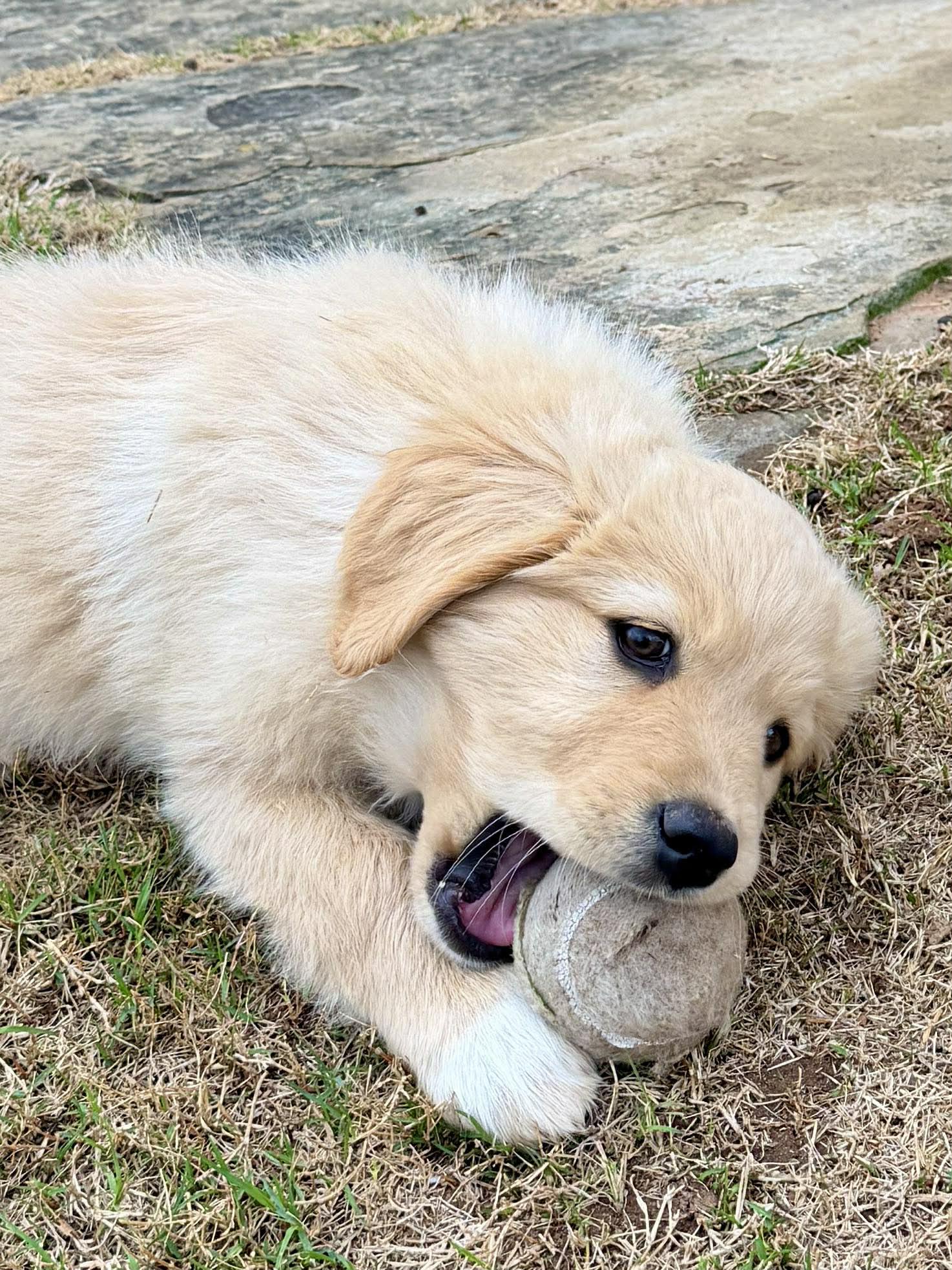 Enlarge Santorini , an adopted mixed breed in Kiowa, OK image 6/6