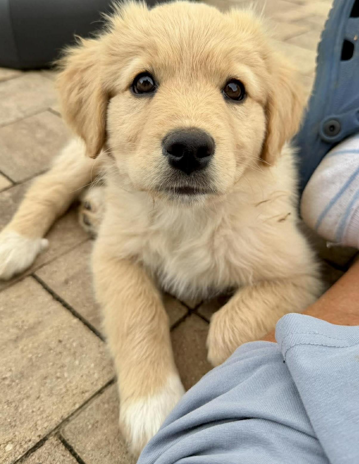Santorini , adopted, Puppy Female Great Pyrenees & Golden Retriever.