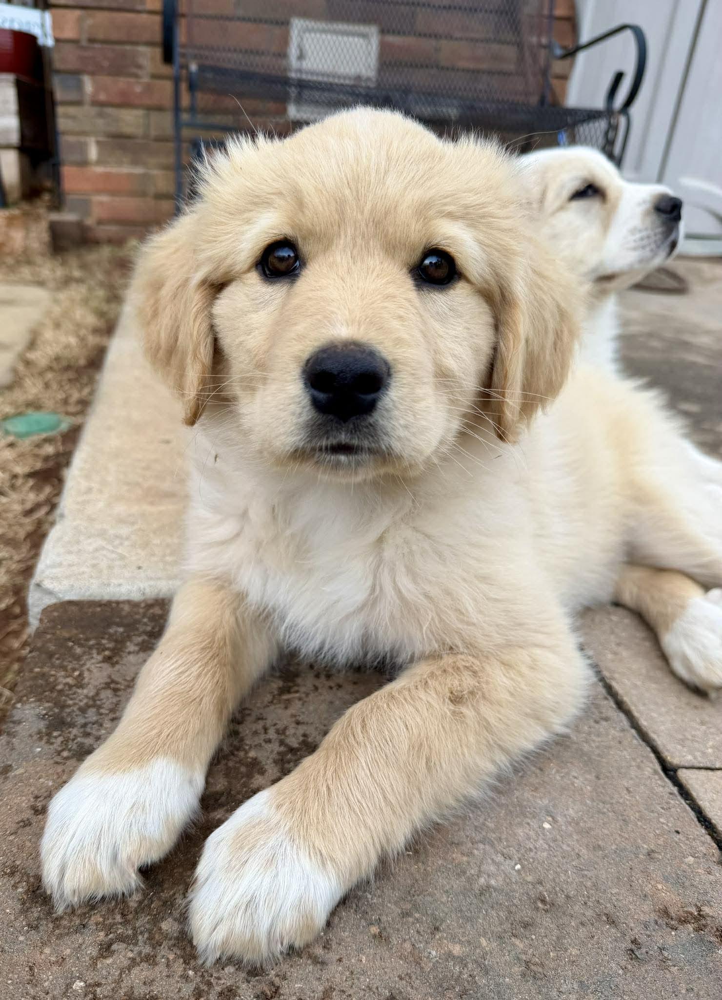 Enlarge Santorini , an adopted mixed breed in Kiowa, OK image 2/6