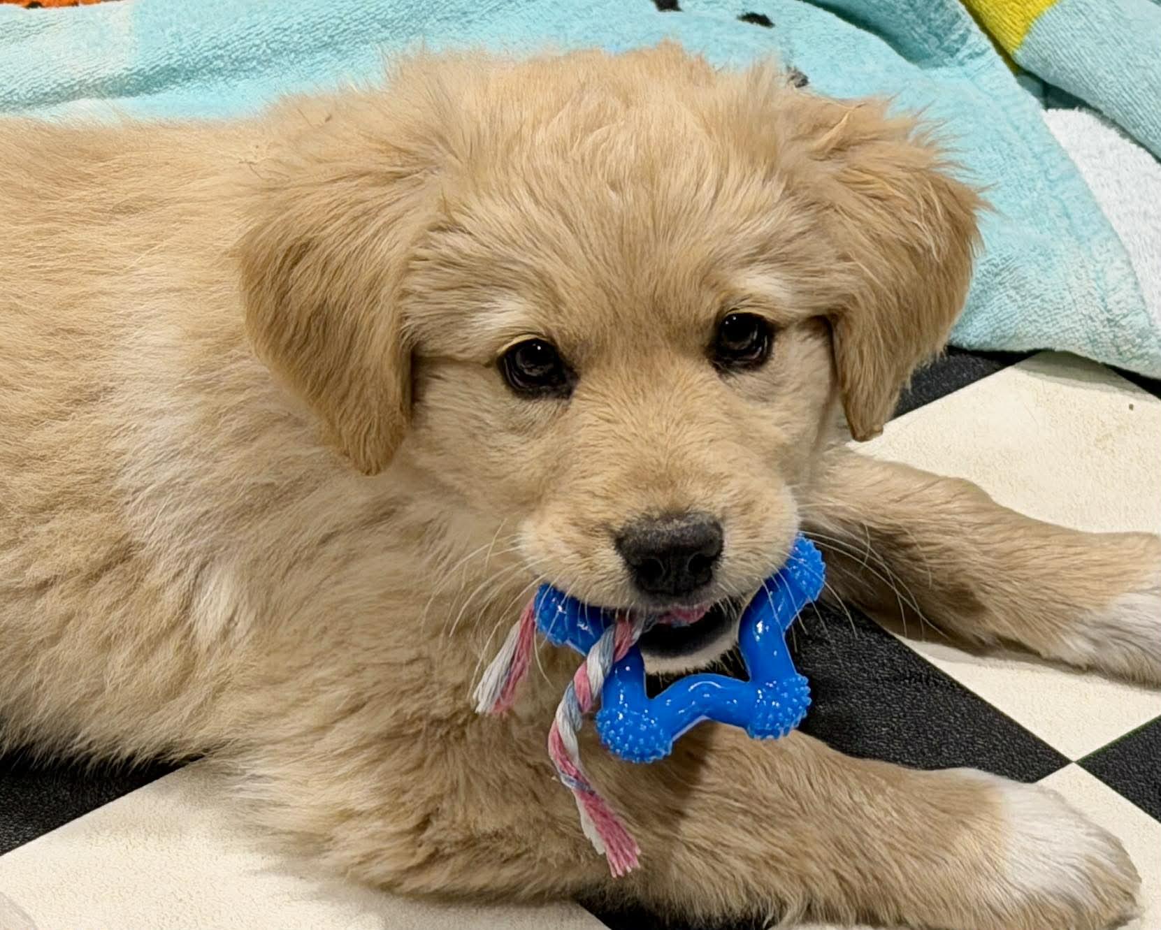 Enlarge Santorini , an adopted mixed breed in Kiowa, OK image 5/6